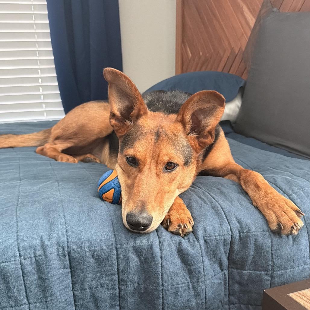 Enlarge Arrow, a Adoptable Mixed Breed in Auburn, AL image 2/6