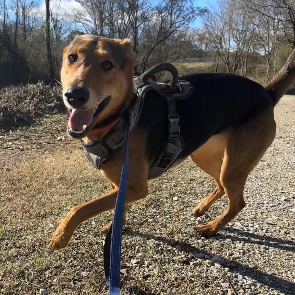 Enlarge Arrow, a Adoptable Mixed Breed in Auburn, AL image 2/6