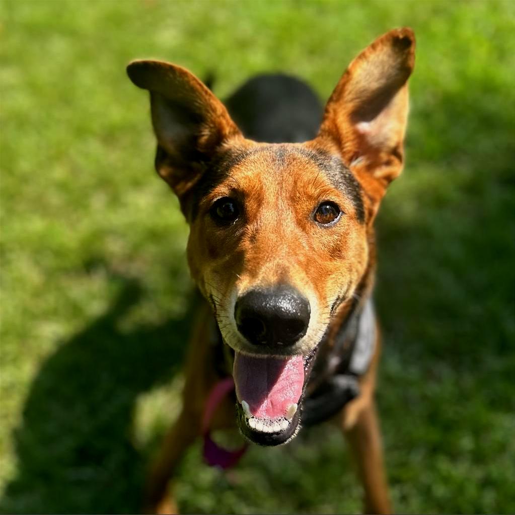 Enlarge Arrow, a Adoptable Mixed Breed in Auburn, AL image 3/6