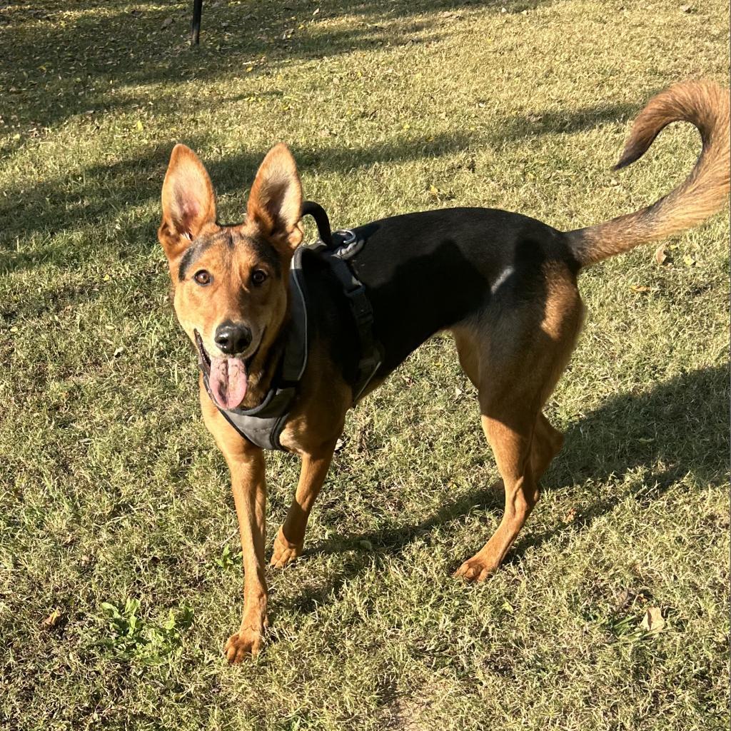 Enlarge Arrow, a Adoptable Mixed Breed in Auburn, AL image 4/6