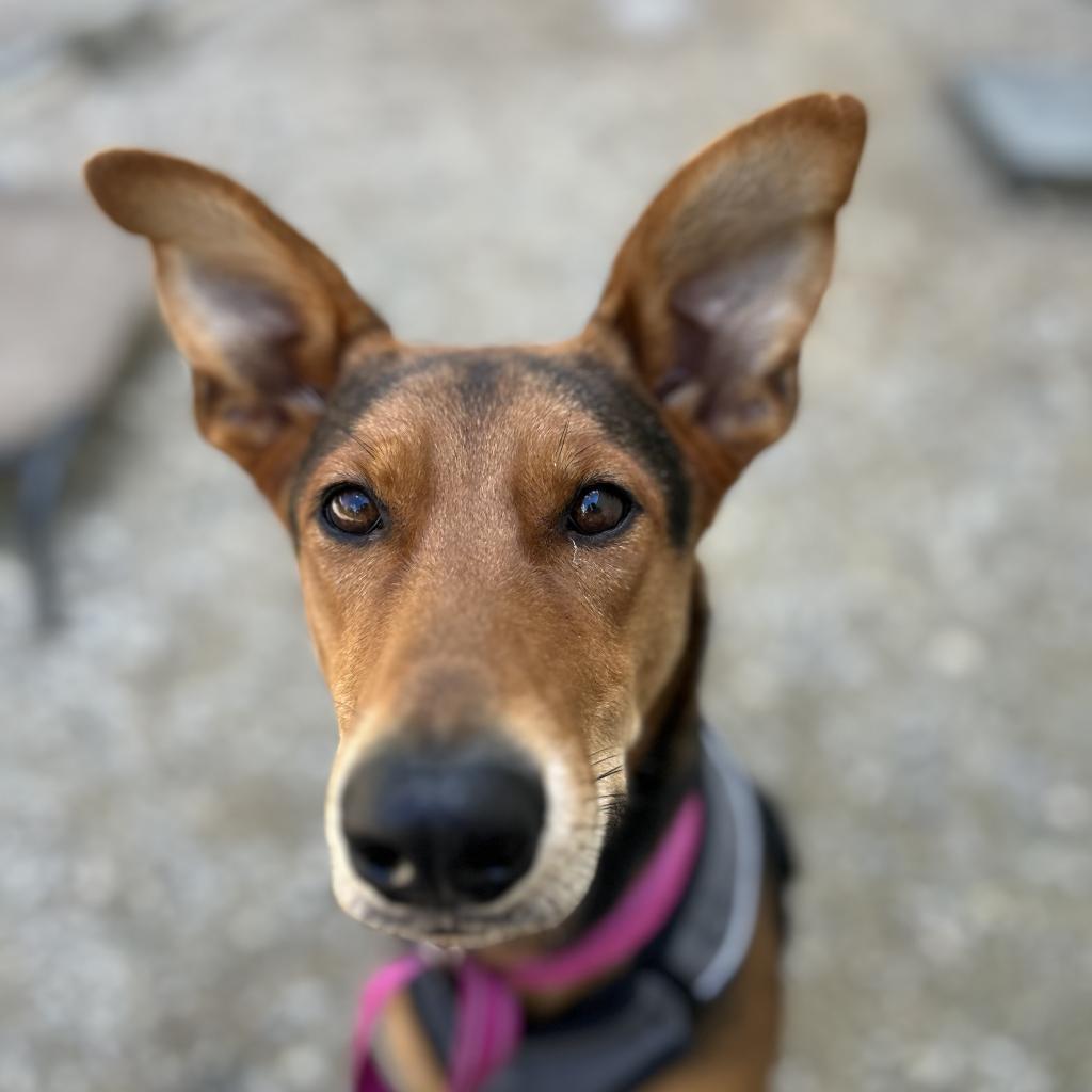 Enlarge Arrow, a Adoptable Mixed Breed in Auburn, AL image 6/6