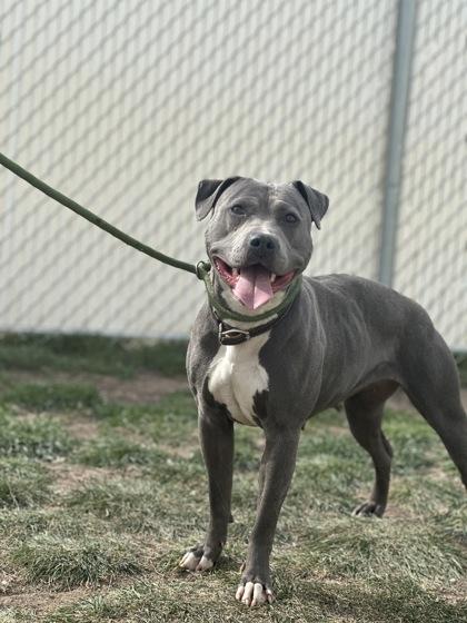 Enlarge Tina (92840), a ADOPTABLE mixed breed in Spanish Fork, UT image 1/1