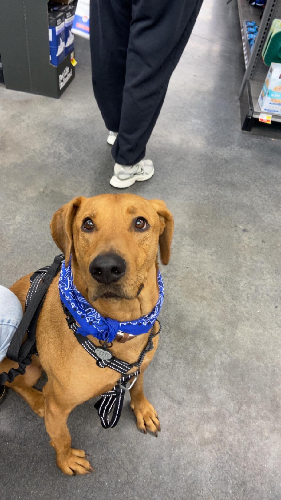 Enlarge Sammy , a ADOPTABLE mixed breed in Virginia Beach, VA image 2/2