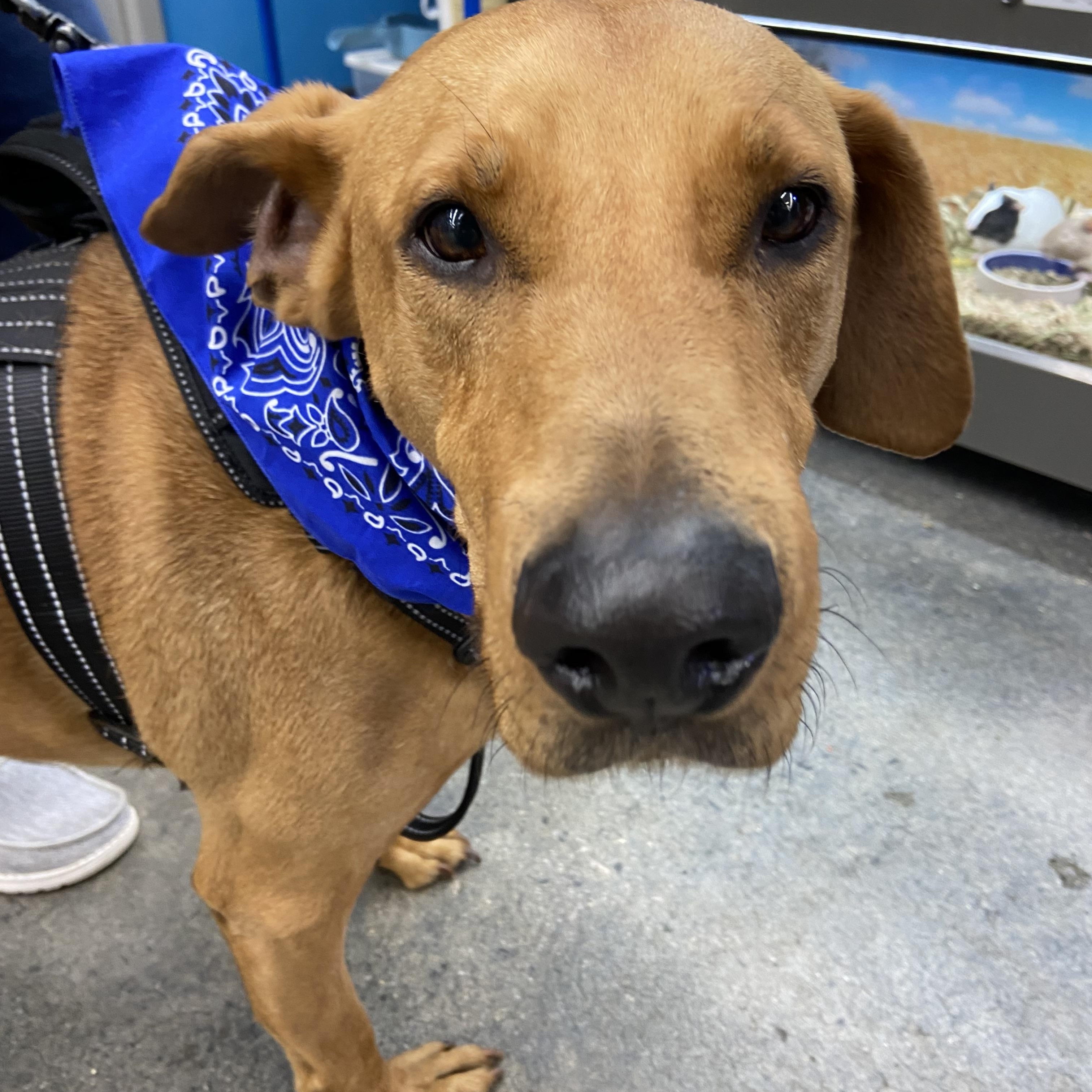 Sammy , ADOPTABLE, Adult Male Rhodesian Ridgeback.