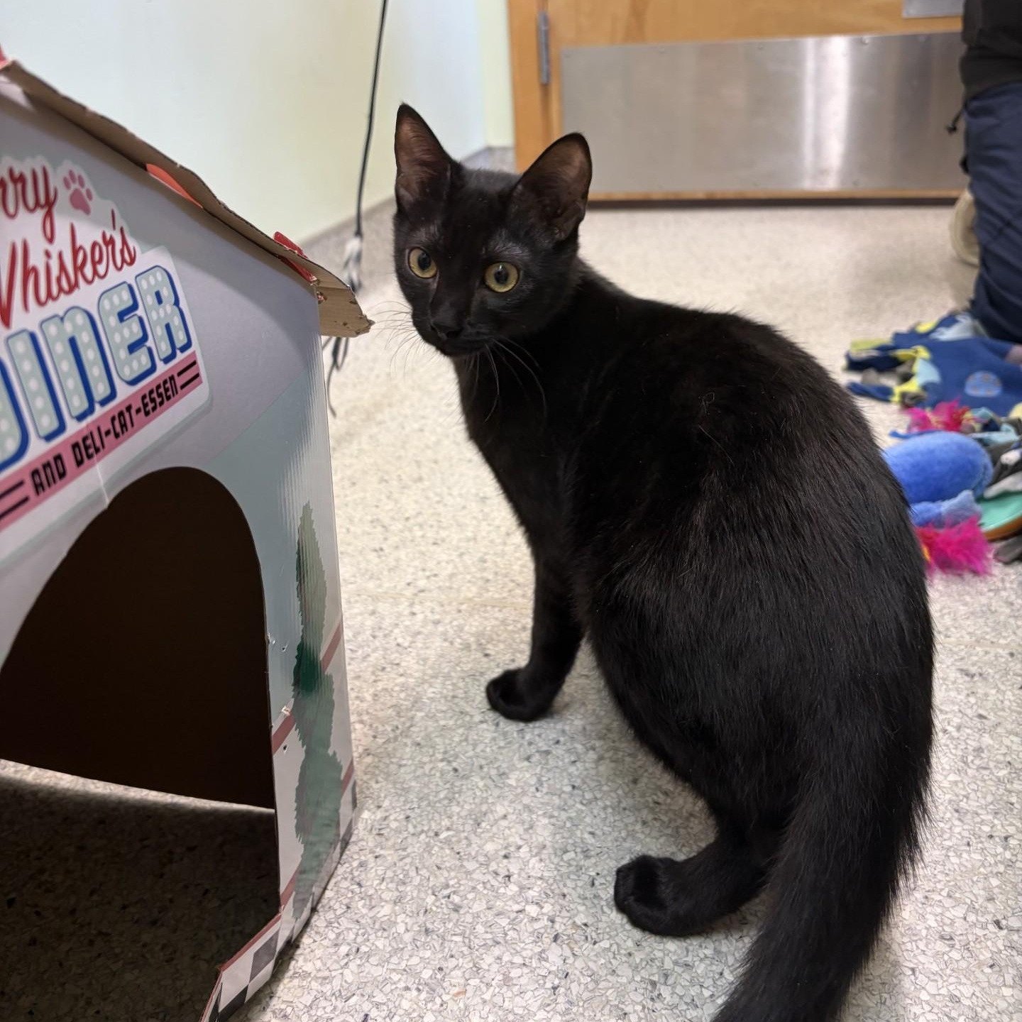 Enlarge Rougefort, a ADOPTABLE Domestic Short Hair in Kent, WA image 1/3