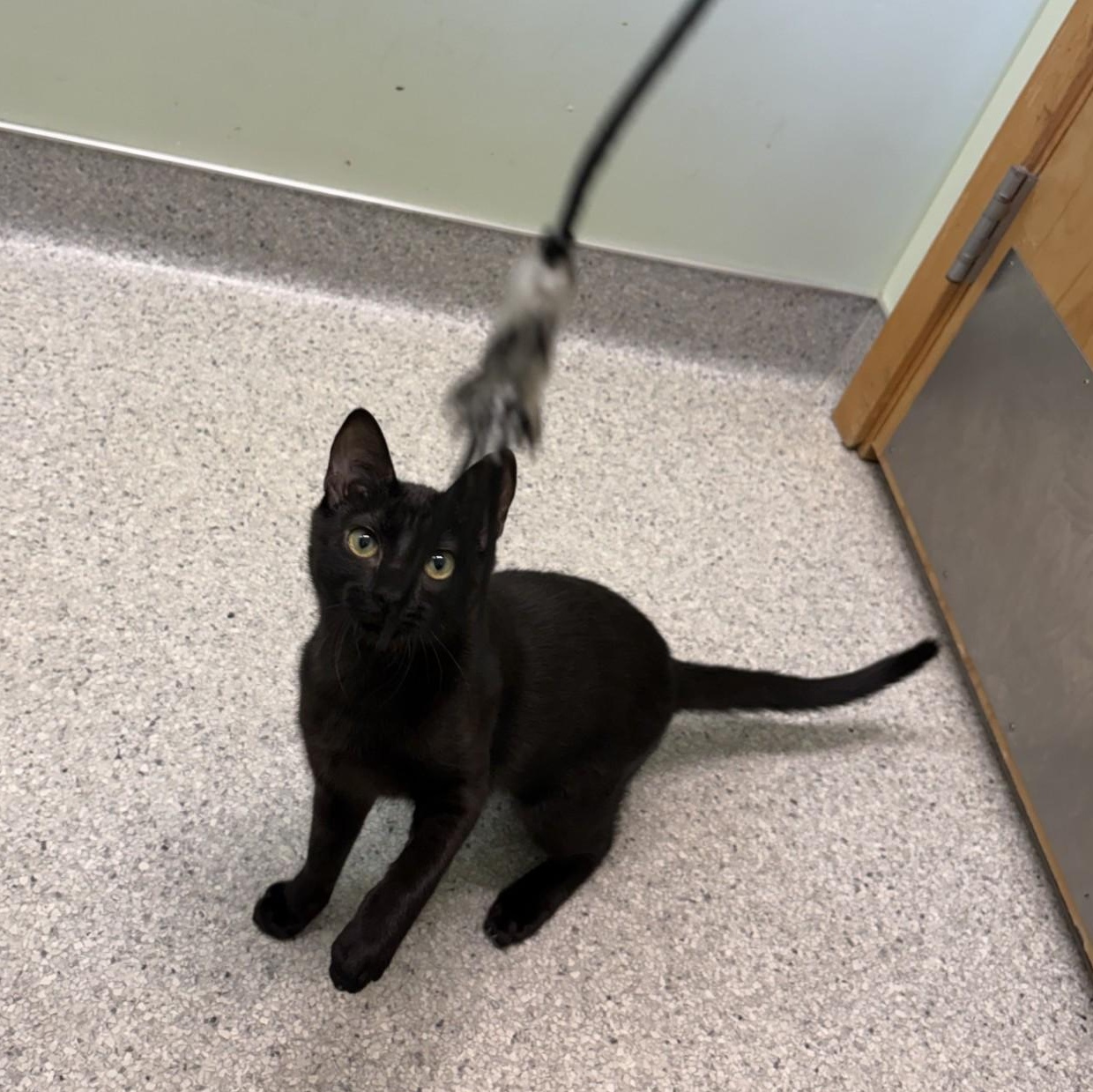 Rougefort, ADOPTABLE, Kitten Male Domestic Short Hair.