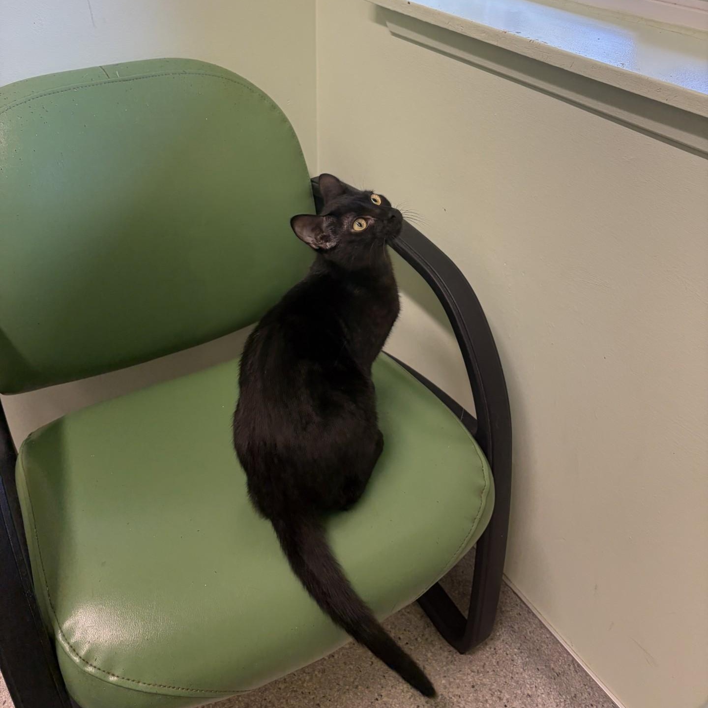 Rougefort, ADOPTABLE, Kitten Male Domestic Short Hair.