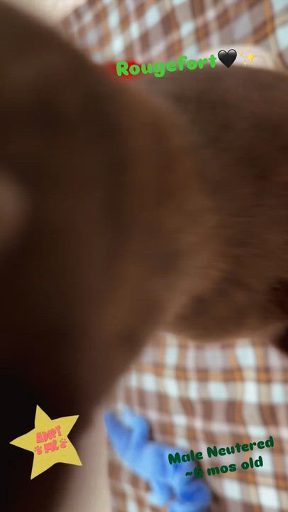 Enlarge Rougefort, a ADOPTABLE Domestic Short Hair in Kent, WA video 2/4