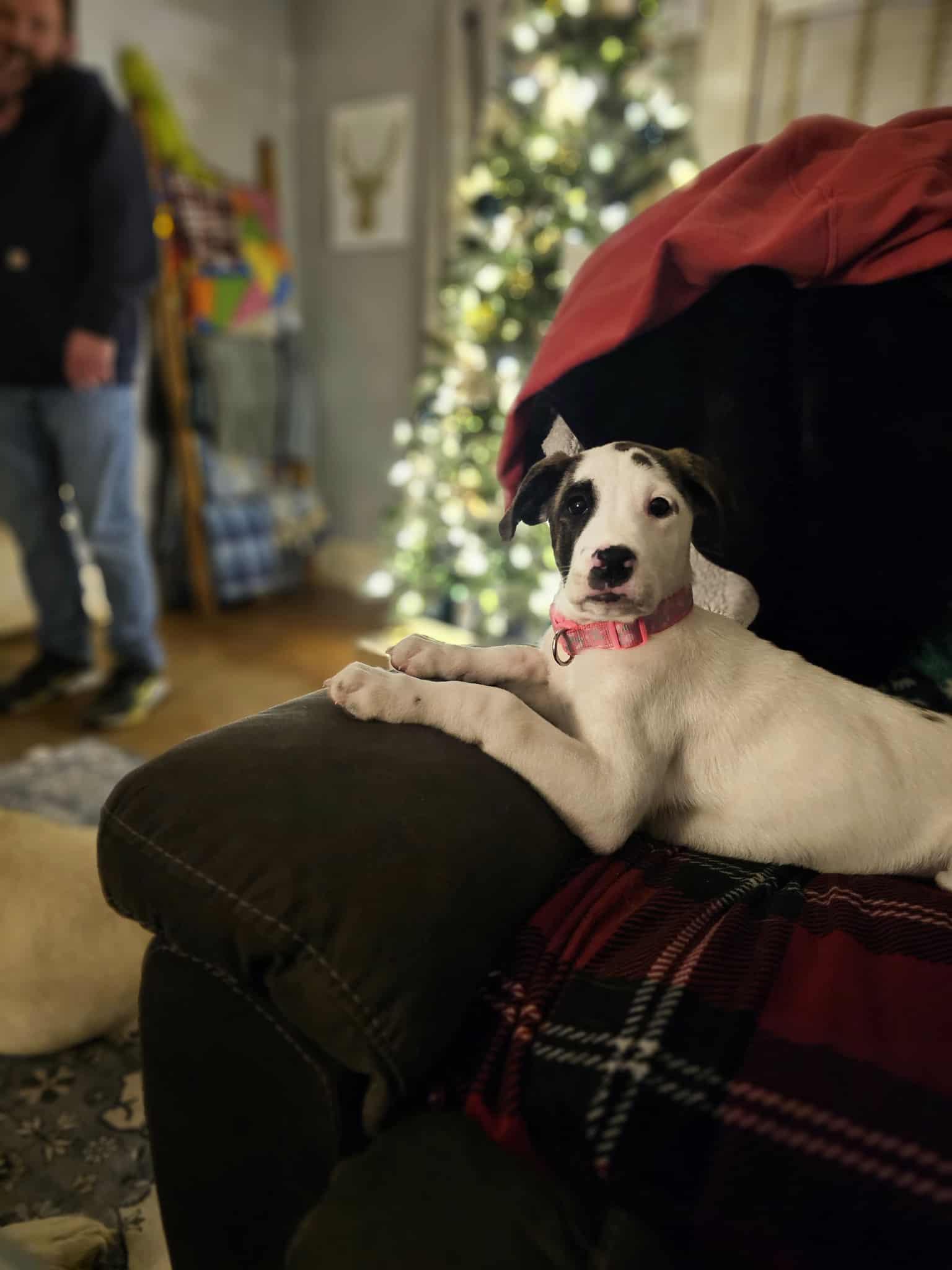 Enlarge Spot the Boxer/Pyrenees Puppy!, an adopted mixed breed in Muskego, WI image 1/5