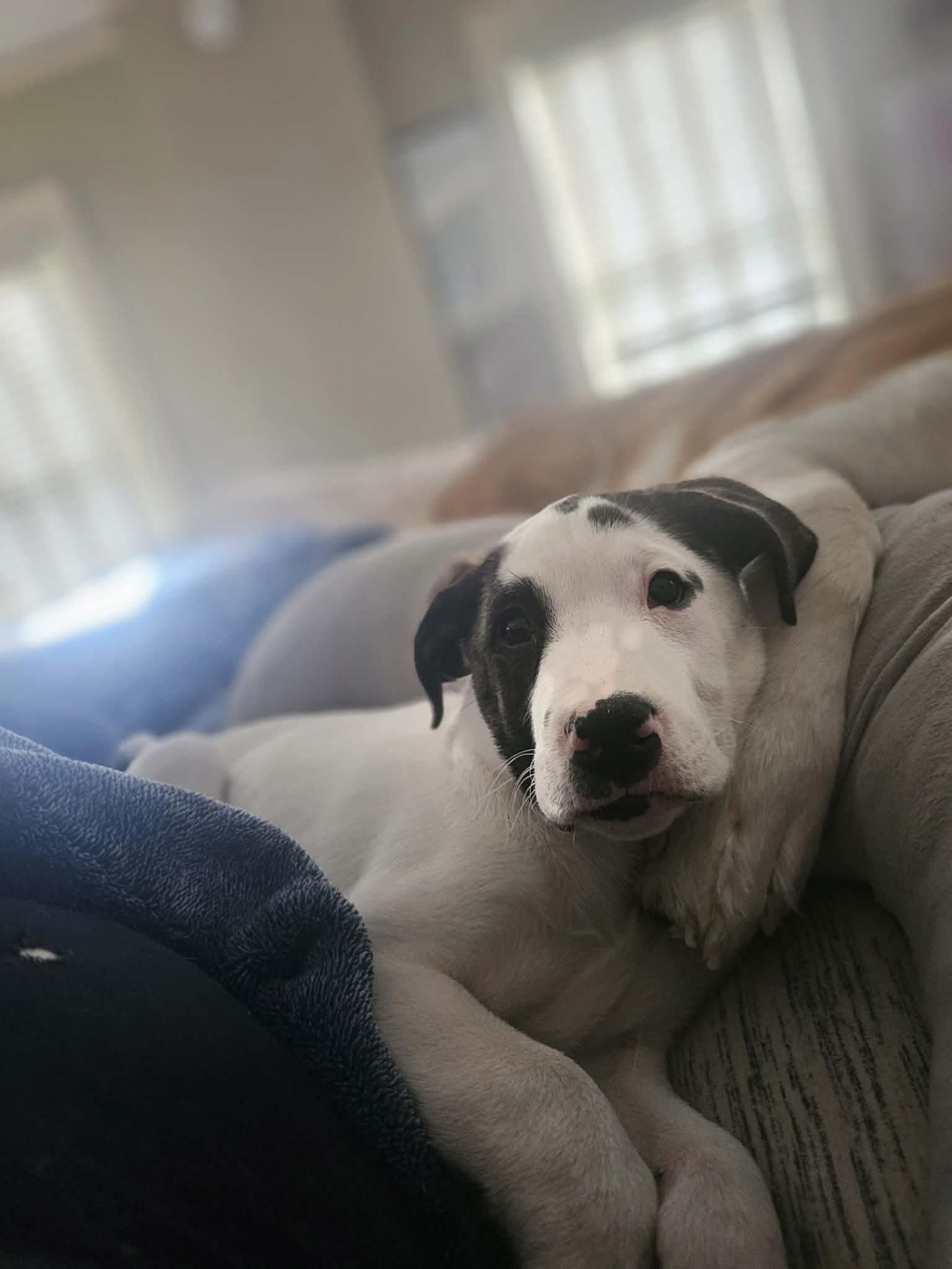 Enlarge Spot the Boxer/Pyrenees Puppy!, an adopted mixed breed in Muskego, WI image 3/5