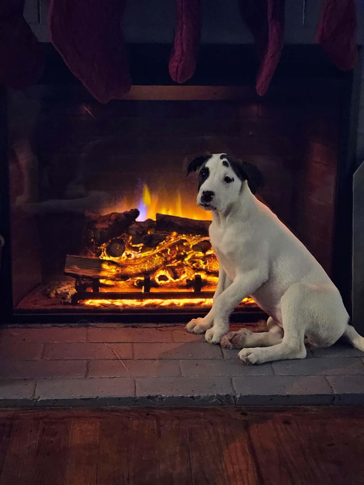 Enlarge Spot the Boxer/Pyrenees Puppy!, an adopted mixed breed in Muskego, WI image 4/5
