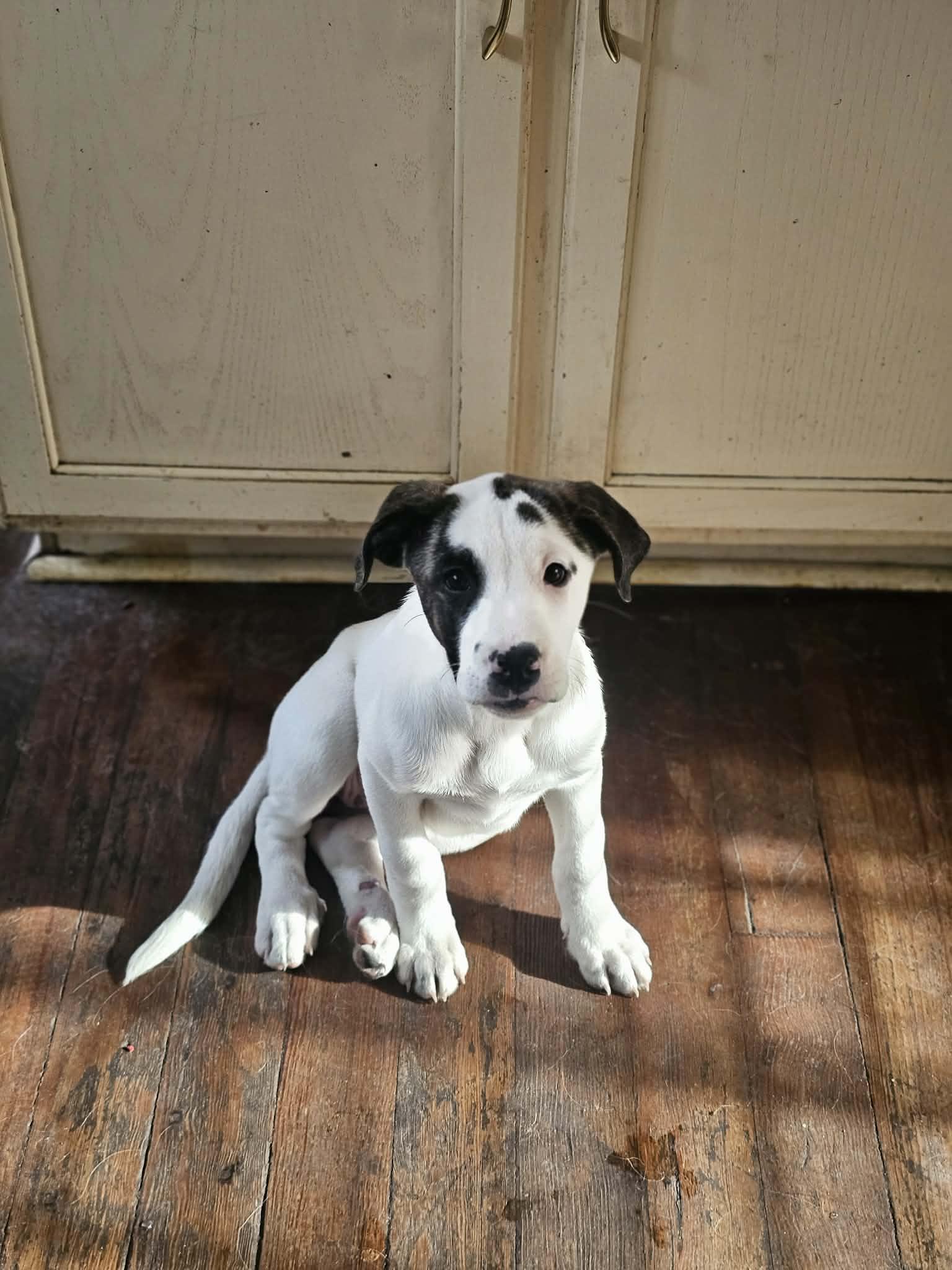 Enlarge Spot the Boxer/Pyrenees Puppy!, an adopted mixed breed in Muskego, WI image 5/5
