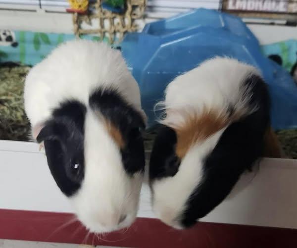 Enlarge Tupac and Joey, a Adoptable Guinea Pig in Amherst, NY image 1/1
