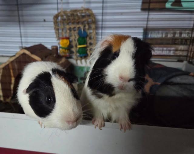Enlarge Tupac and Joey, a Adoptable Guinea Pig in Amherst, NY image 2/2