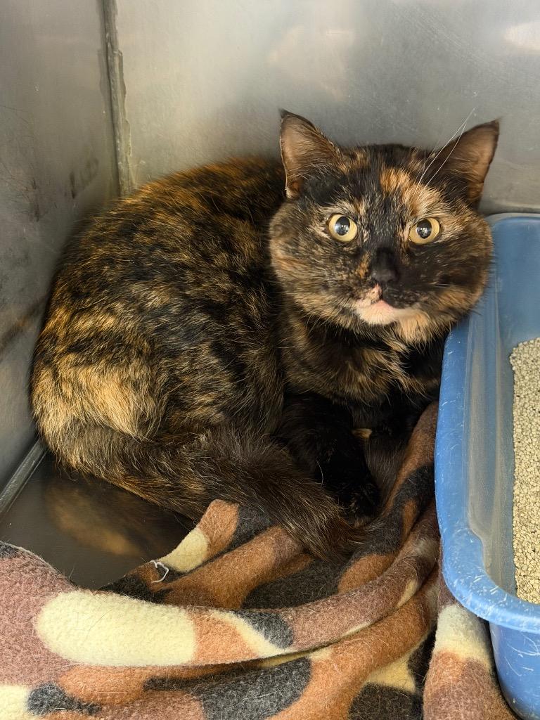Sybil, Adopted, Young Female Domestic Short Hair & Dilute Tortoiseshell.