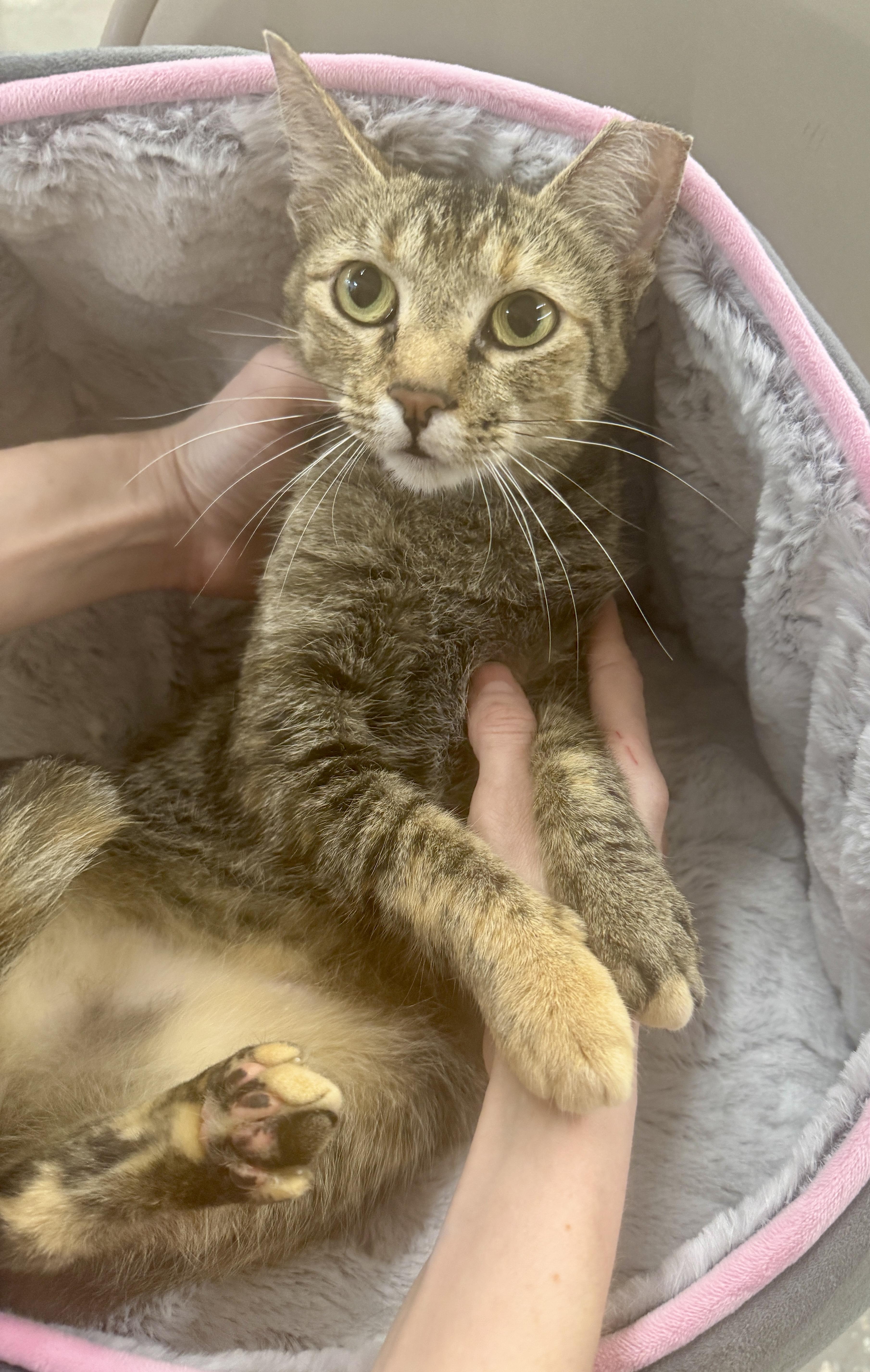 Miss Kitty (Cutest toe beans in town), a Adoptable mixed breed in Houston, TX image 1/5