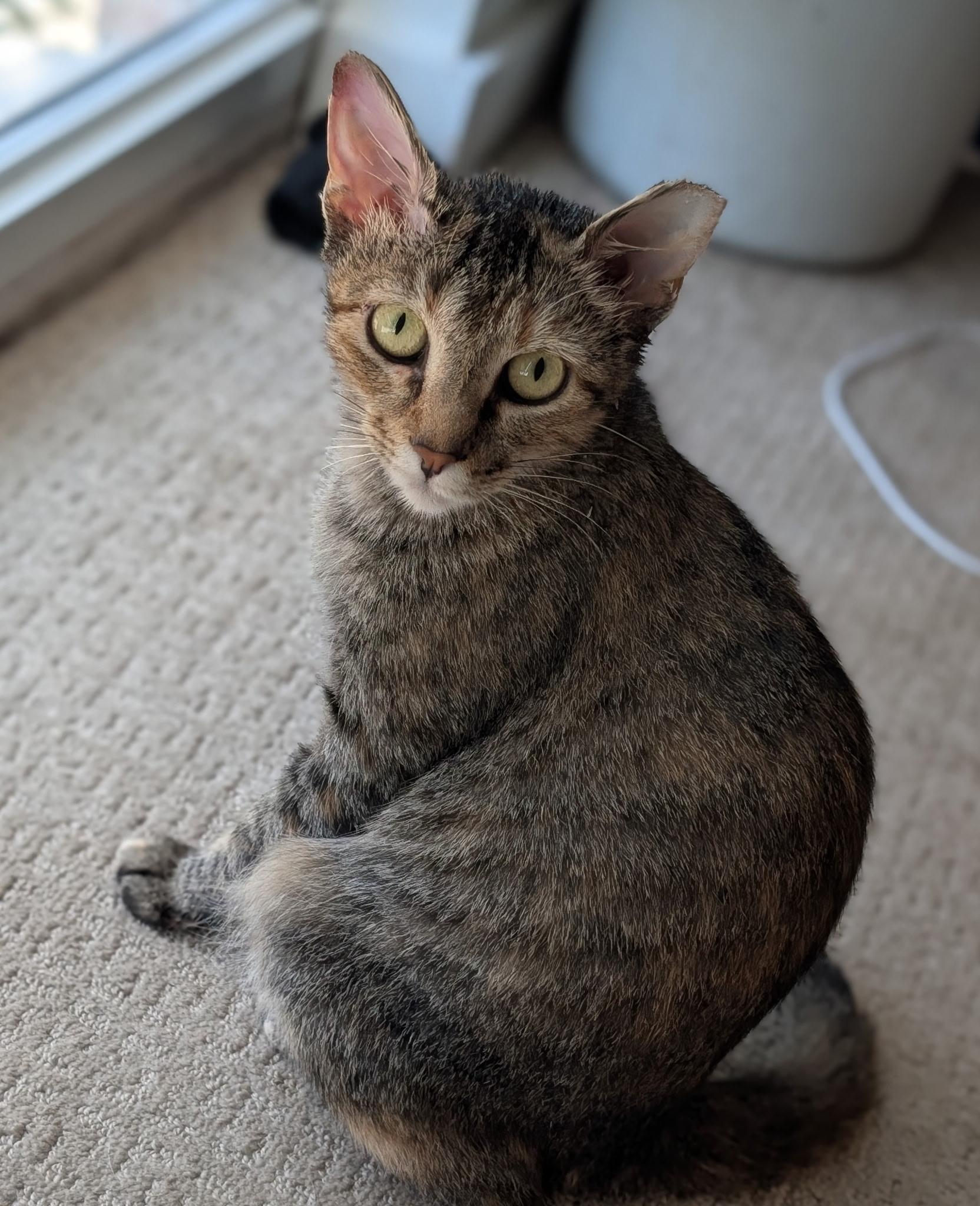 Miss Kitty (Cutest toe beans in town), a Adoptable mixed breed in Houston, TX image 4/5