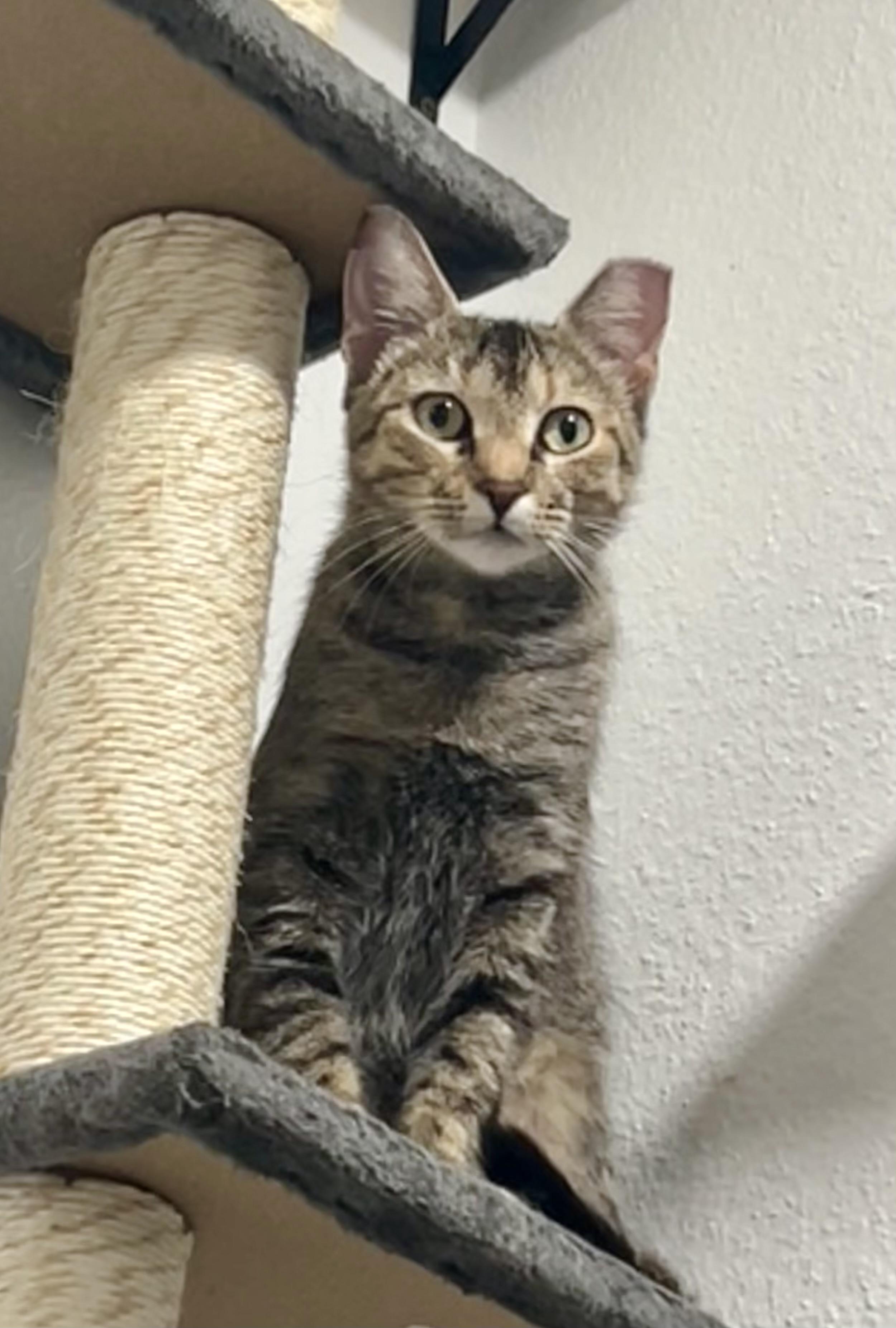 Miss Kitty (Cutest toe beans in town), a Adoptable mixed breed in Houston, TX image 2/5