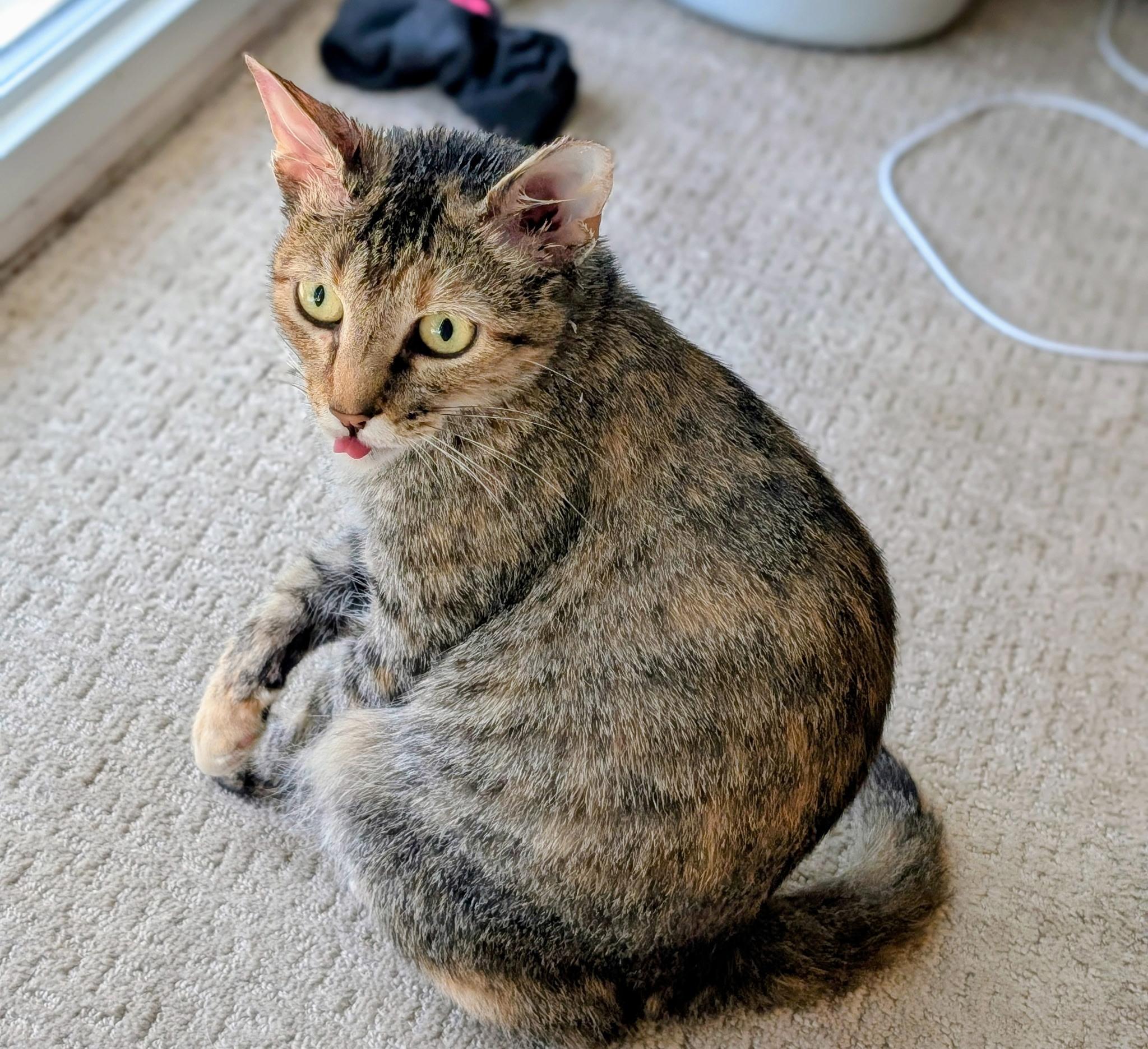 Miss Kitty (Cutest toe beans in town), a Adoptable mixed breed in Houston, TX image 3/5