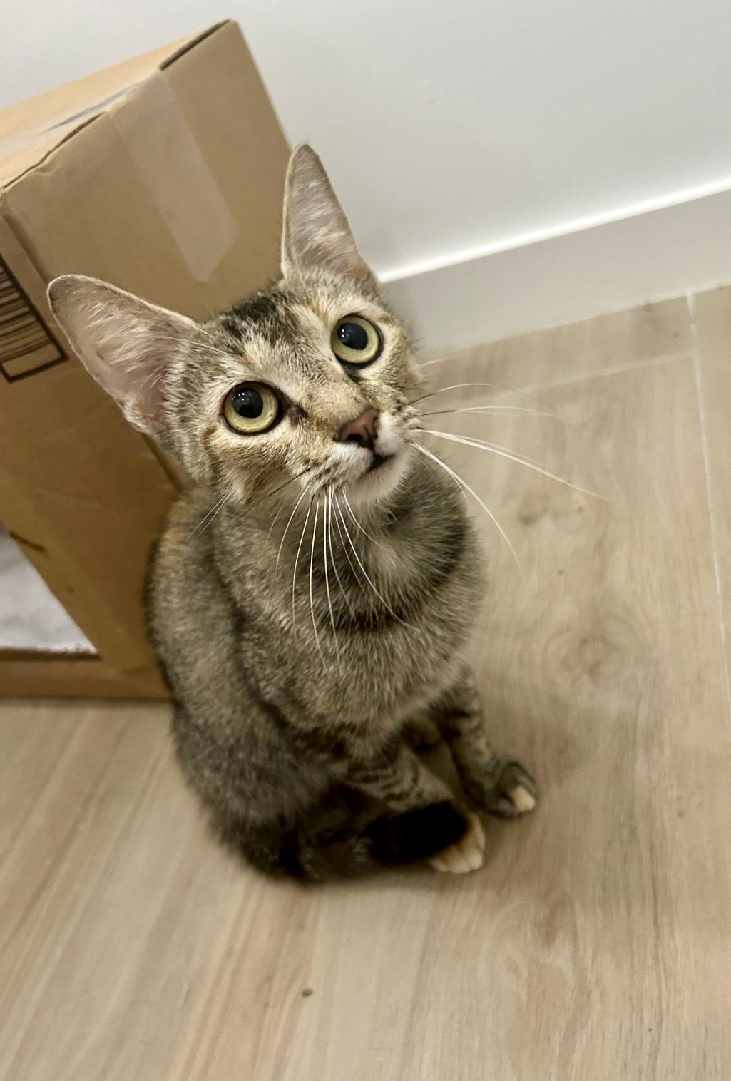 Miss Kitty (Cutest toe beans in town), a Adoptable mixed breed in Houston, TX image 5/5