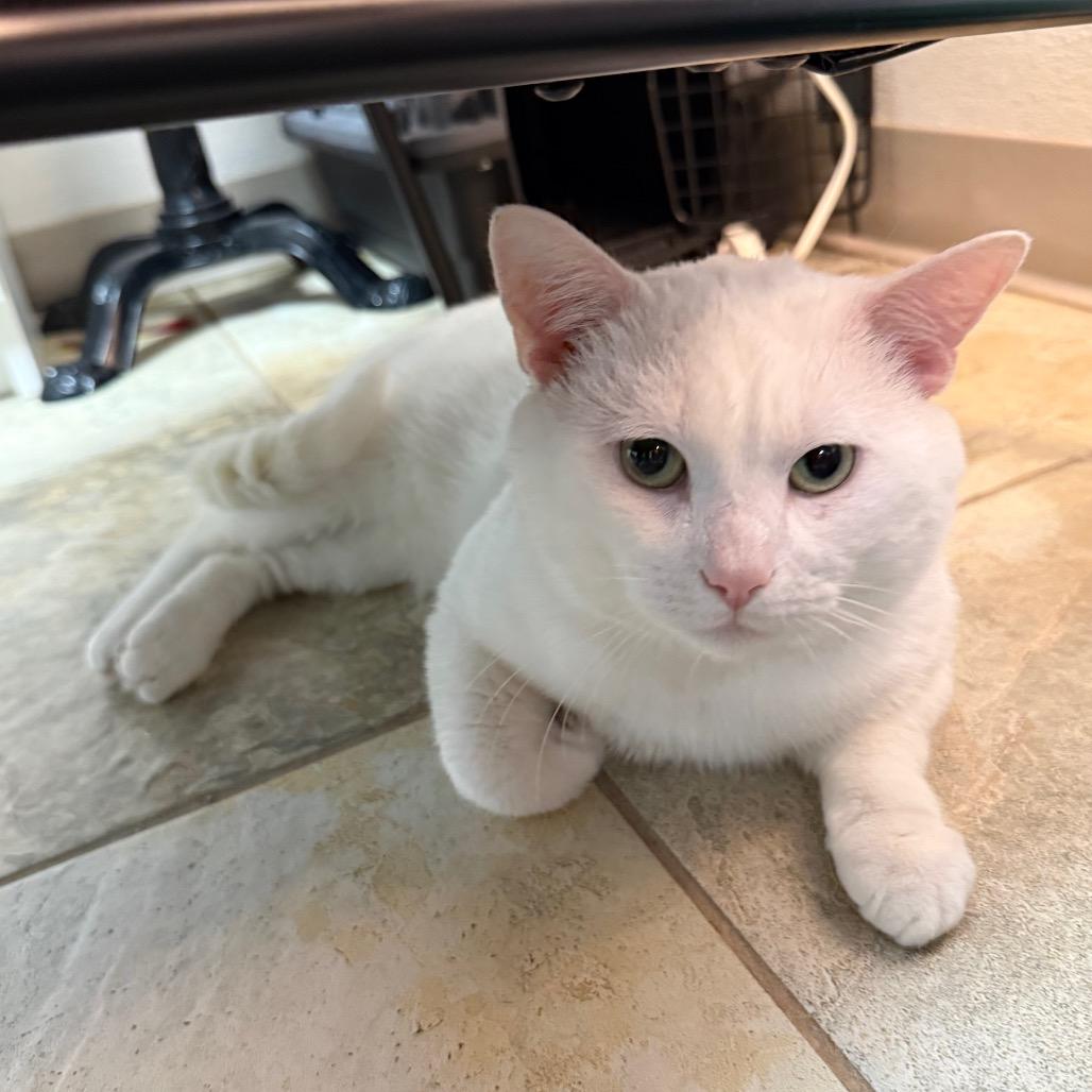 Marlin, adopted, Adult Male Domestic Short Hair.