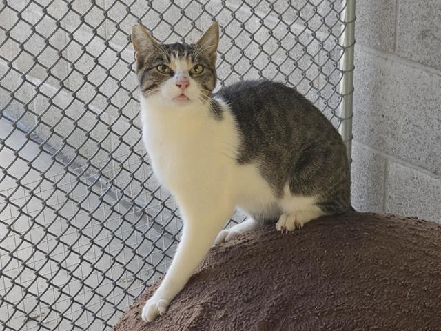 A345768, Adoptable, Young Female Domestic Short Hair.