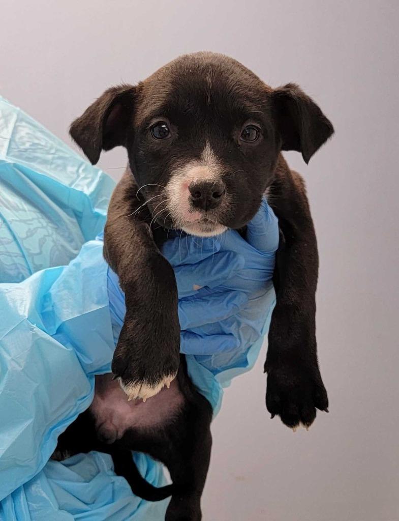 Ladle - Adopted | Petfinder