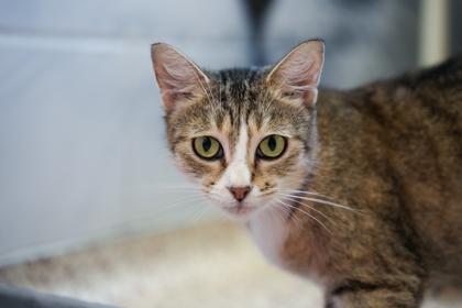 Windy, Adoptable, Adult Female Domestic Short Hair & Domestic Short Hair.