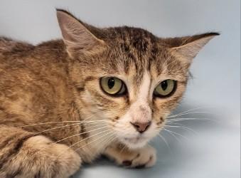 Windy, Adoptable, Adult Female Domestic Short Hair & Domestic Short Hair.