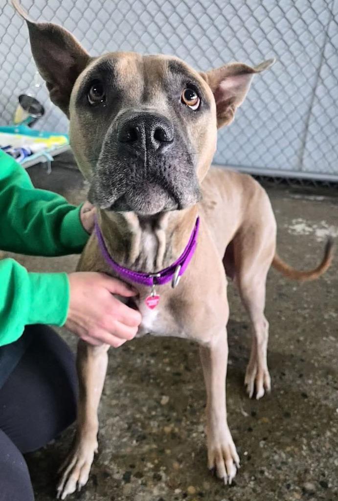 Enlarge Diamond, a Adoptable mixed breed in Warren, MI image 2/6