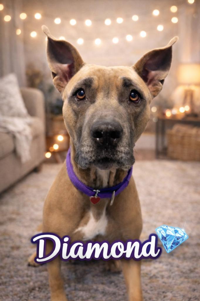 Enlarge Diamond, a Adoptable mixed breed in Warren, MI image 4/6