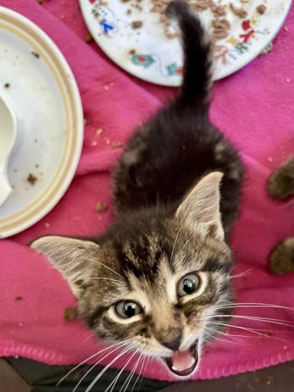 Enlarge Michelle (The Mamas and the Papas Litter), a Adoptable mixed breed in Baltimore, MD image 2/2