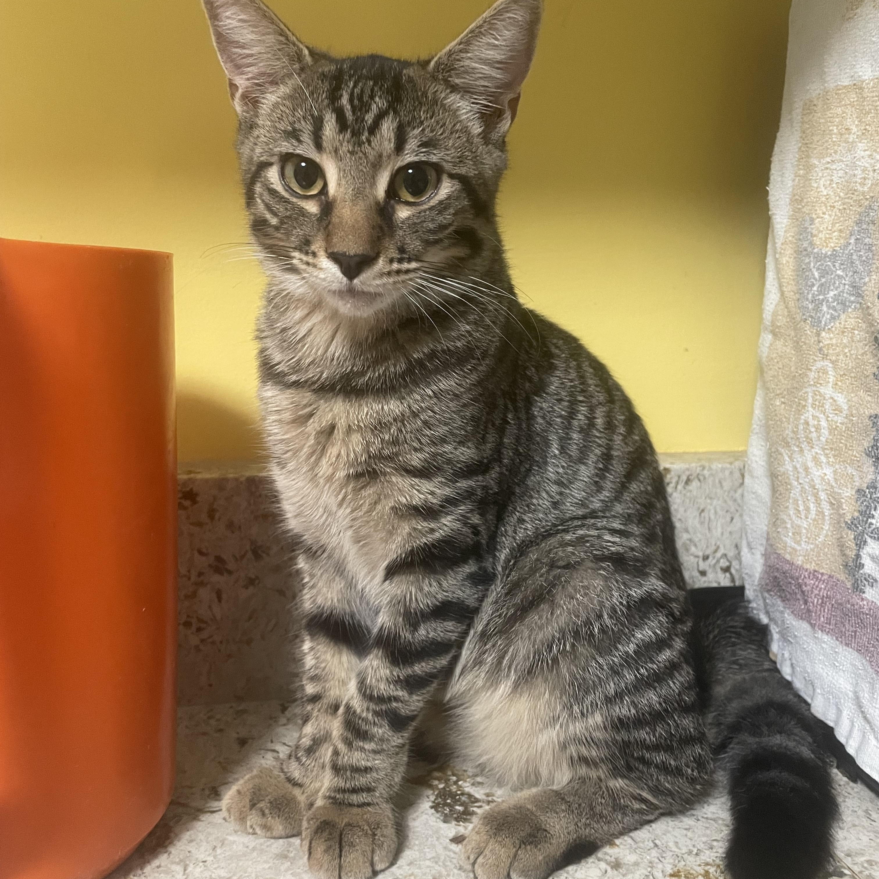 Michelle (The Mamas and the Papas Litter), Adoptable, Young Female Domestic Medium Hair & Tabby.