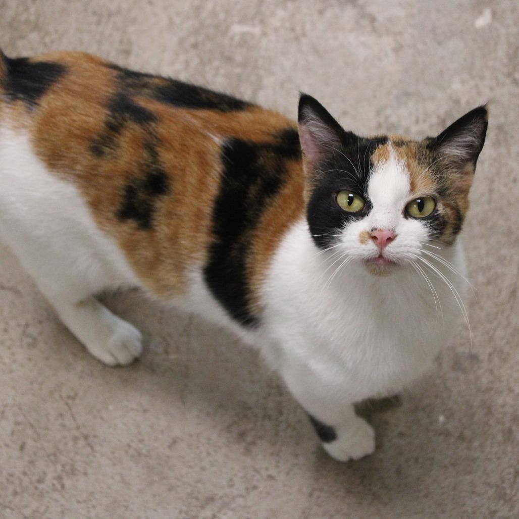 Cammie, Adoptable, Young Female Domestic Short Hair.