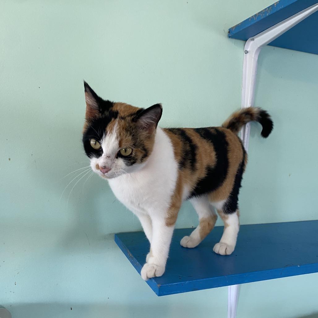 Enlarge Cammie, a Adoptable Domestic Short Hair in Cleveland, MS image 2/4