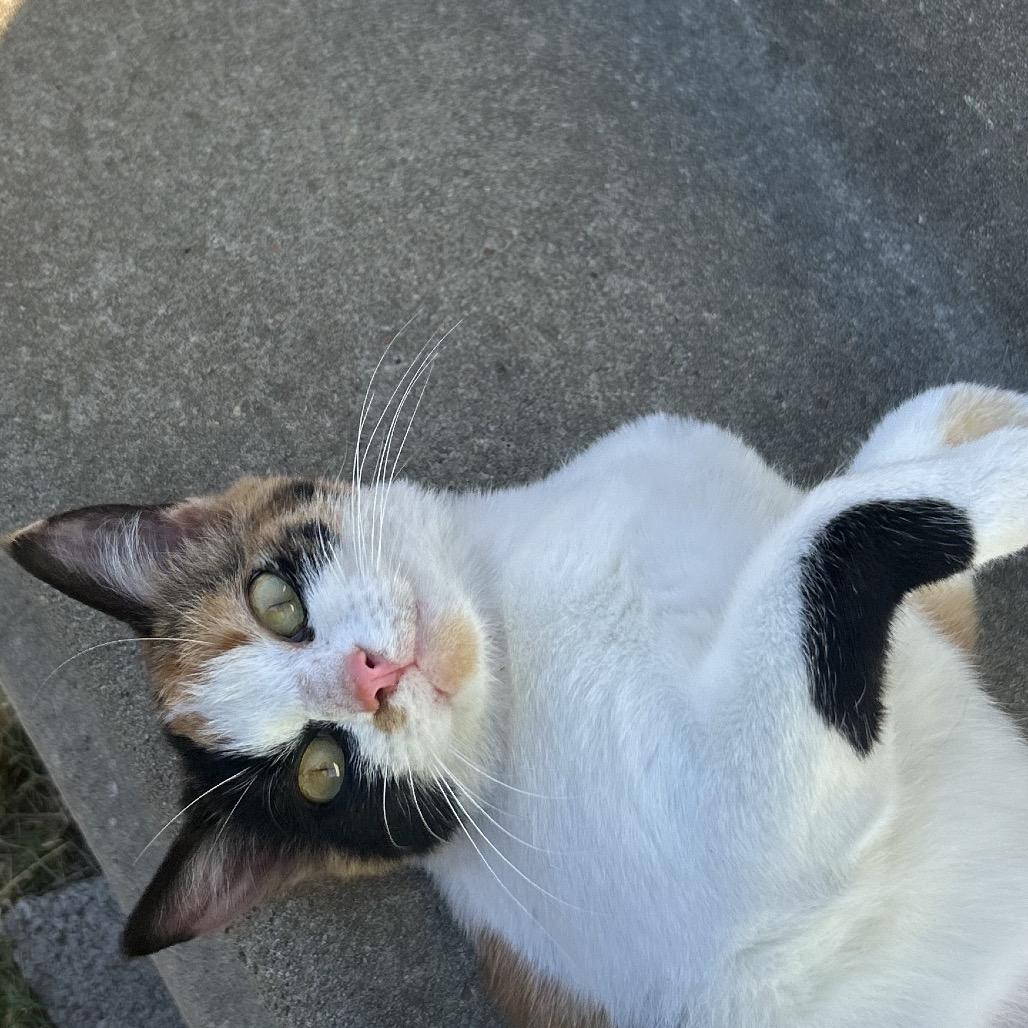 Enlarge Cammie, a Adoptable Domestic Short Hair in Cleveland, MS image 3/4