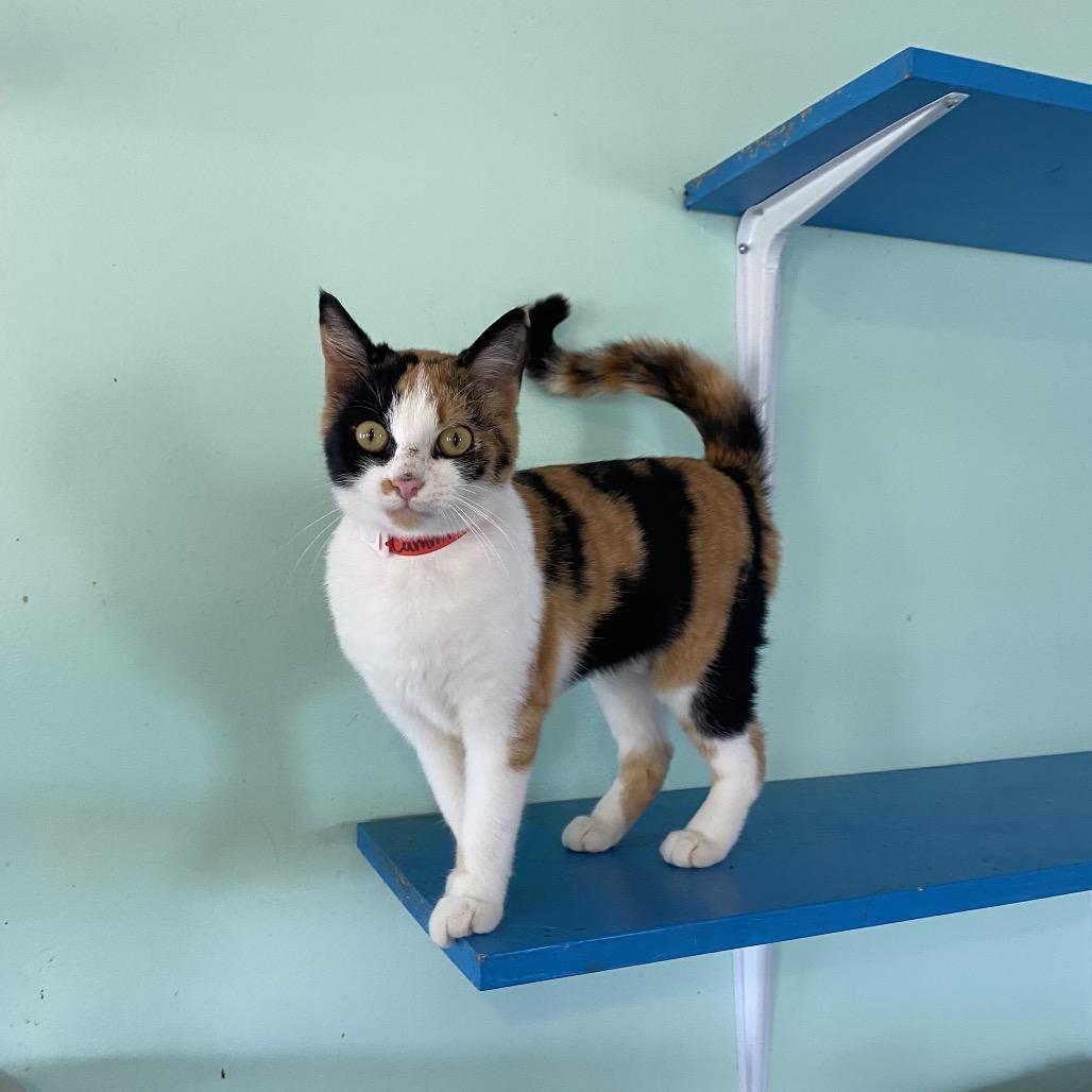 Enlarge Cammie, a Adoptable Domestic Short Hair in Cleveland, MS image 4/4