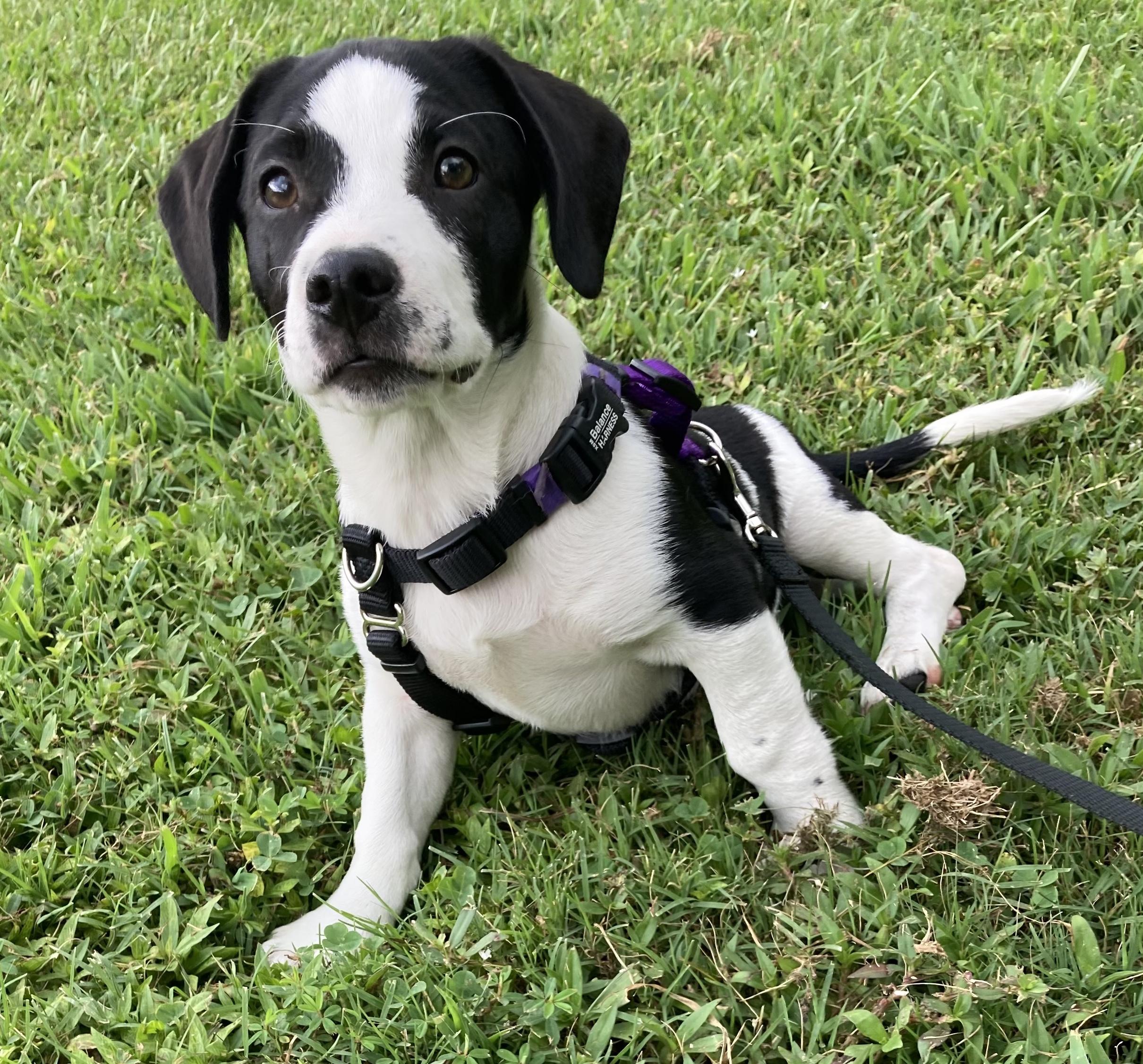 Enlarge Tiffany, a Adoptable mixed breed in Smithfield, NC image 2/6