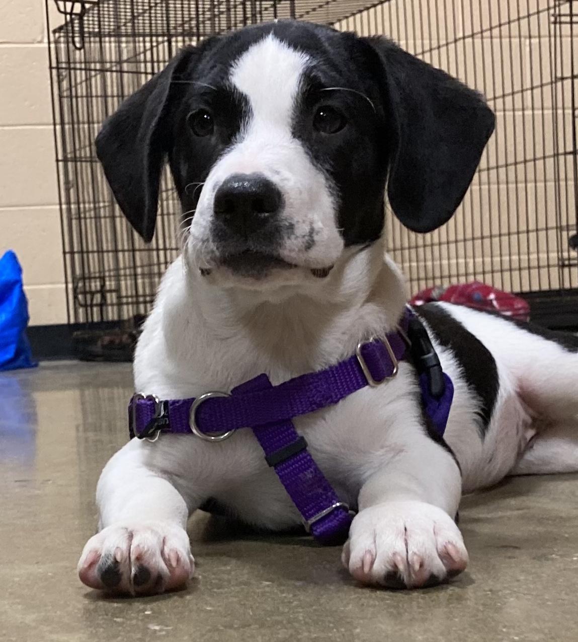 Tiffany, Adoptable, Puppy Female Basset Hound & Labrador Retriever.