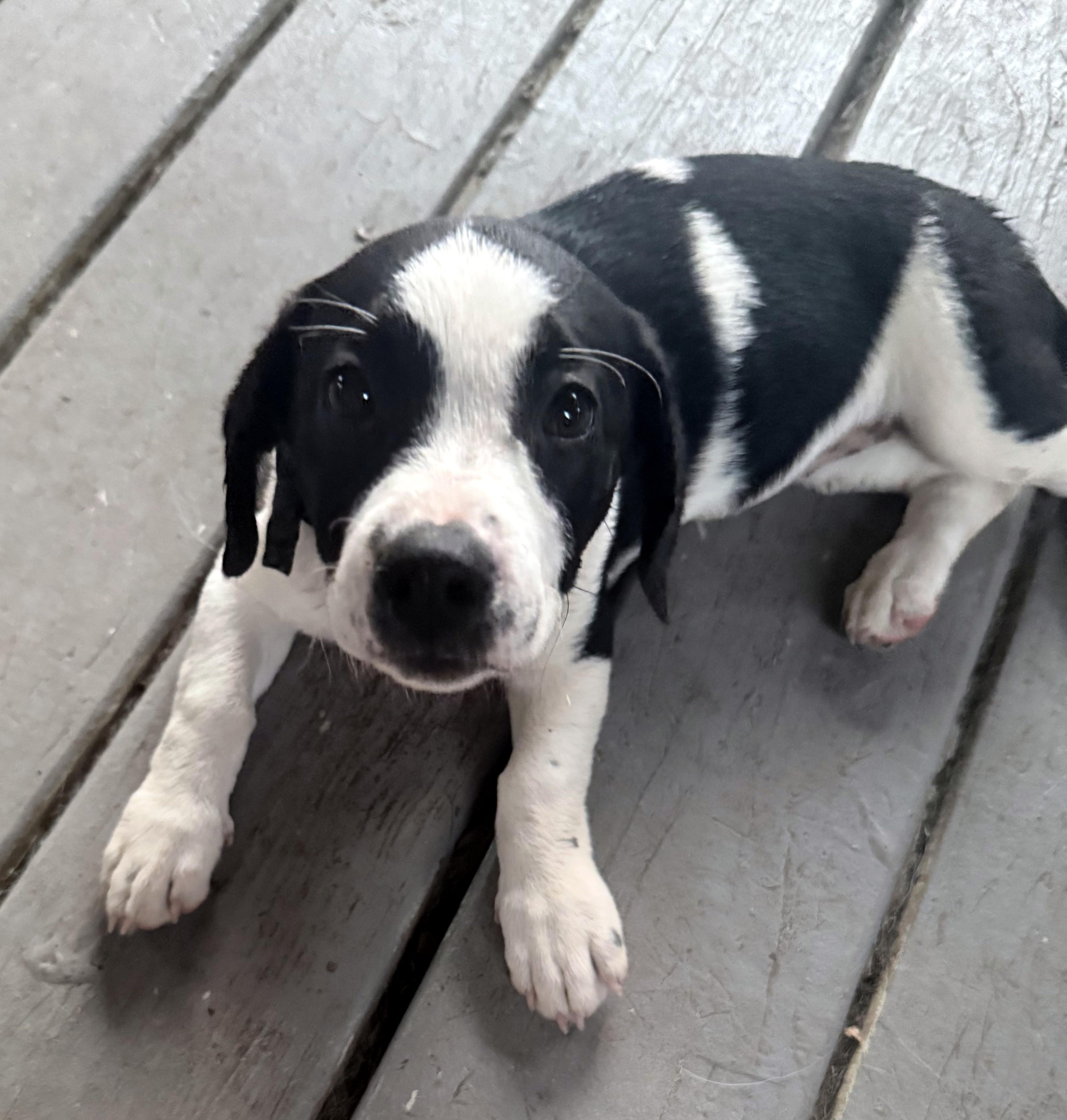Enlarge Tiffany, a Adoptable mixed breed in Smithfield, NC image 3/6