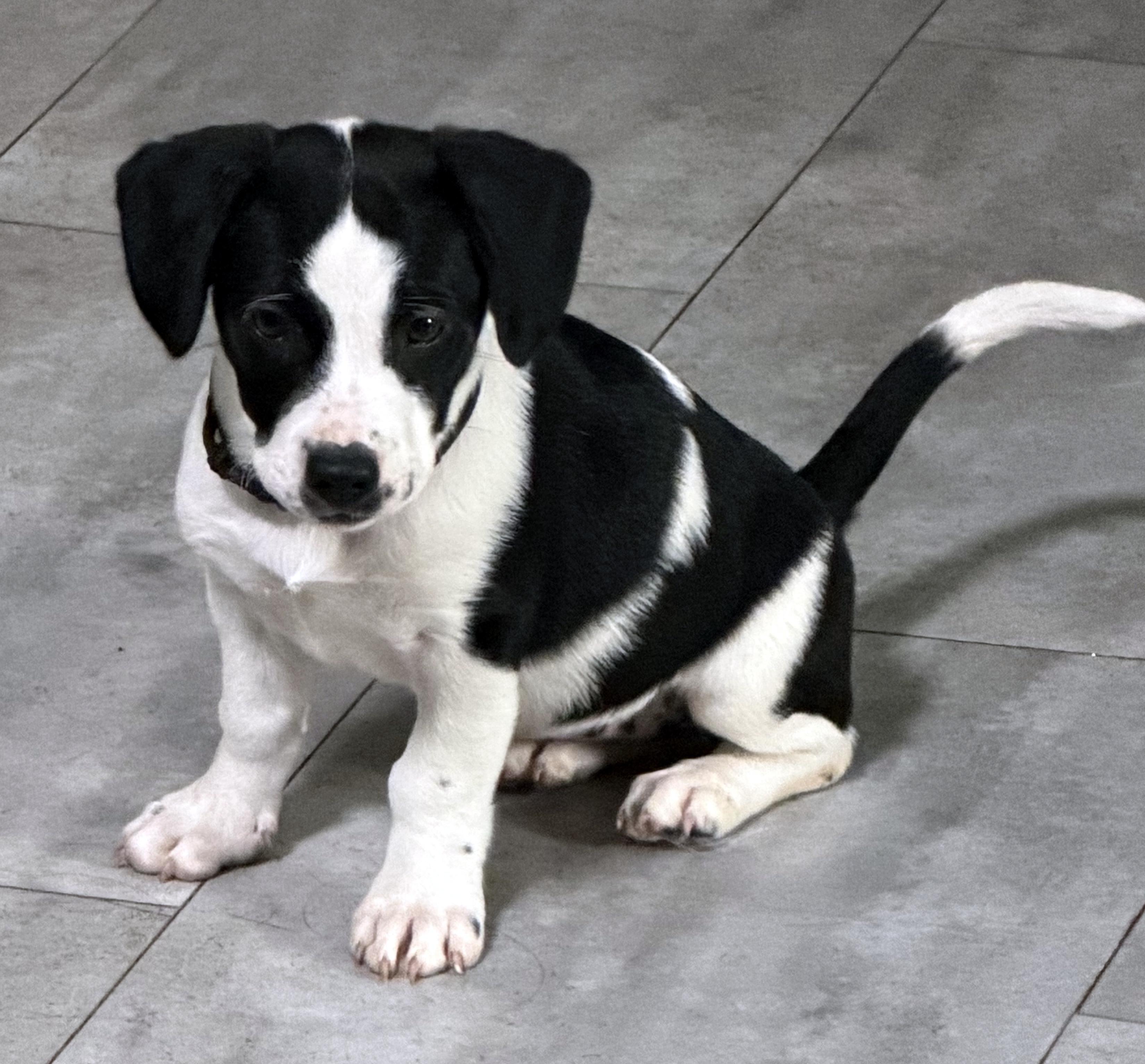 Enlarge Tiffany, a Adoptable mixed breed in Smithfield, NC image 4/6