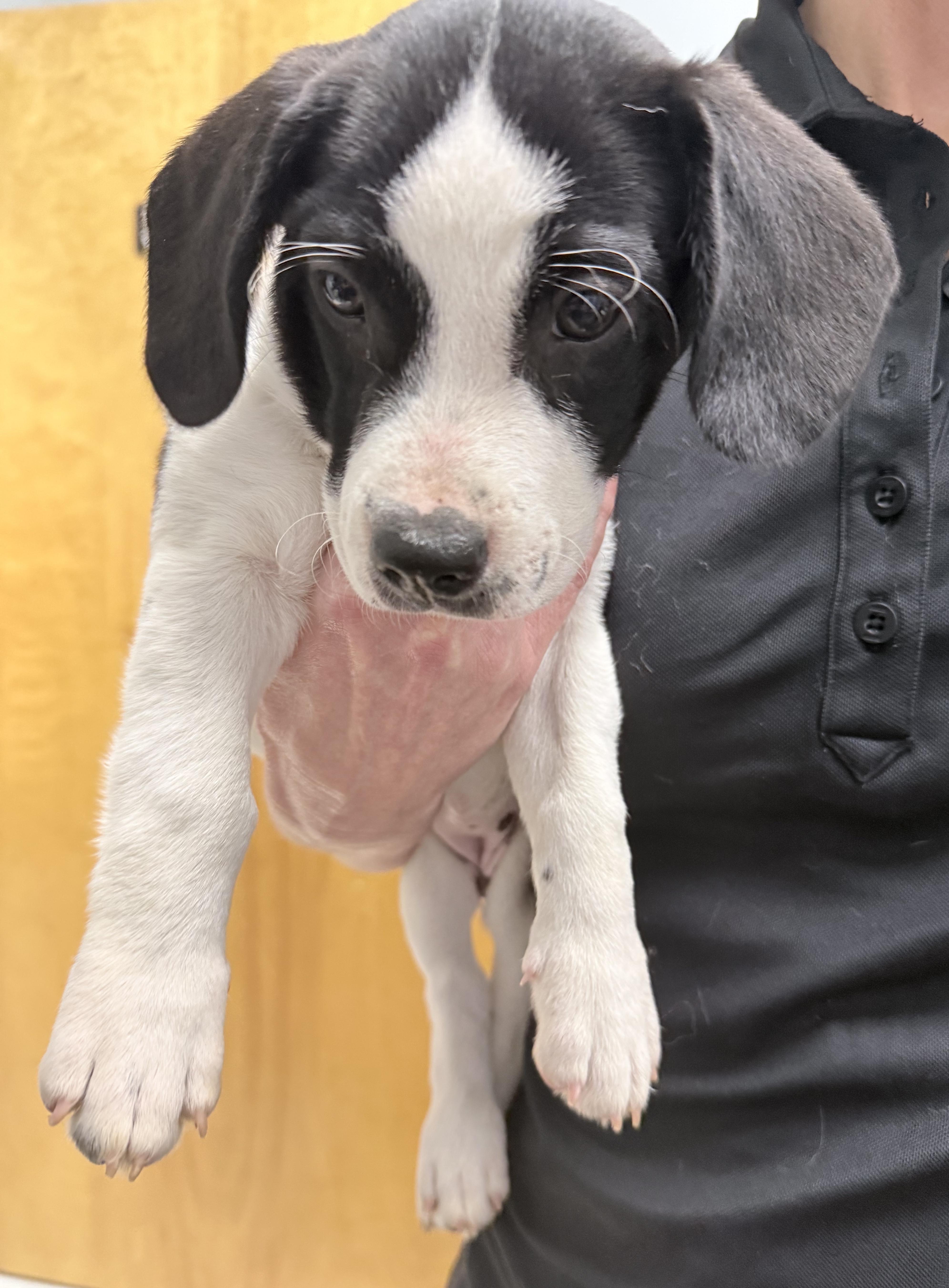 Enlarge Tiffany, a Adoptable mixed breed in Smithfield, NC image 5/6