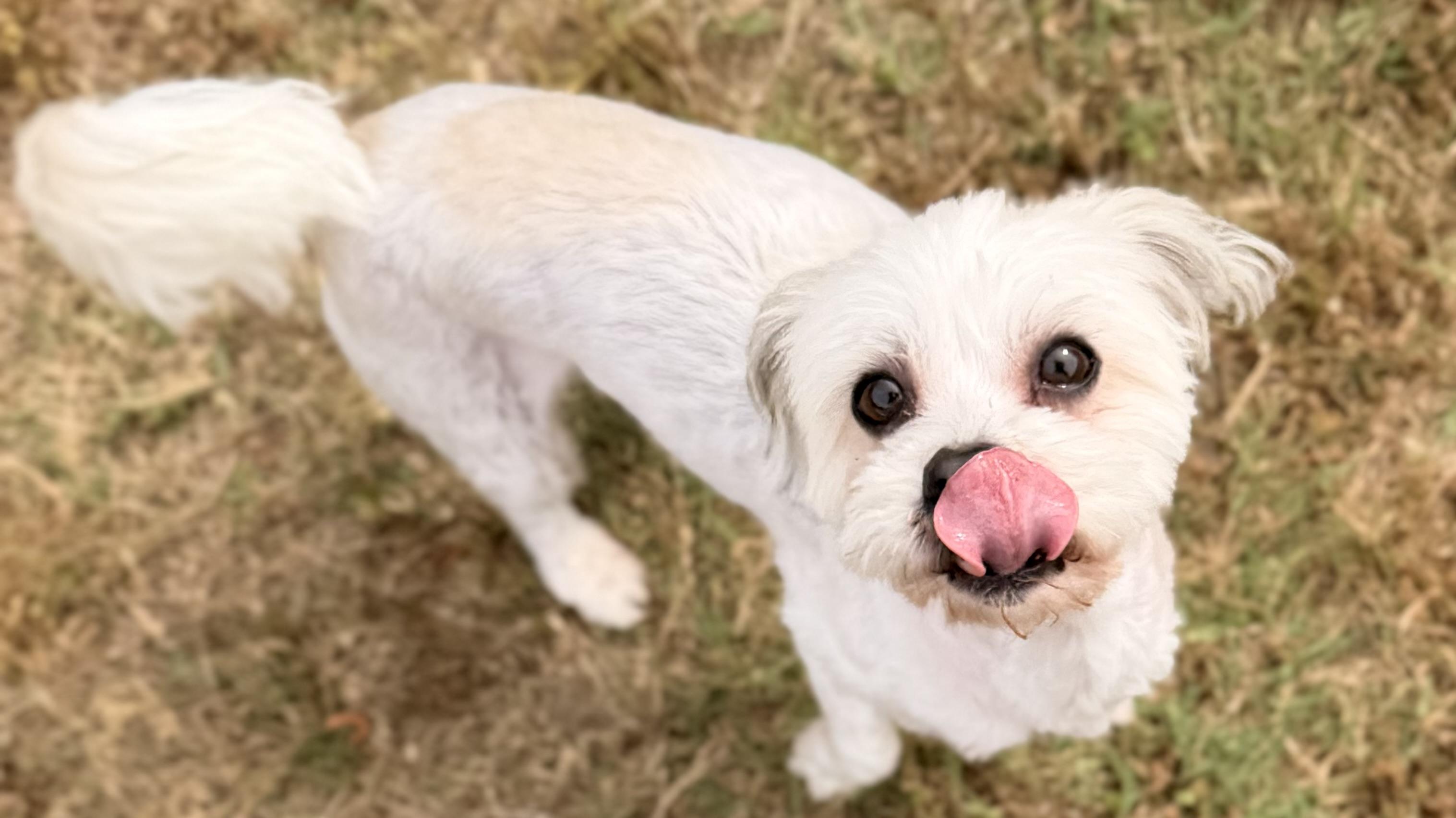 Cooper and Molly, adopted, Senior Male Shih Tzu.