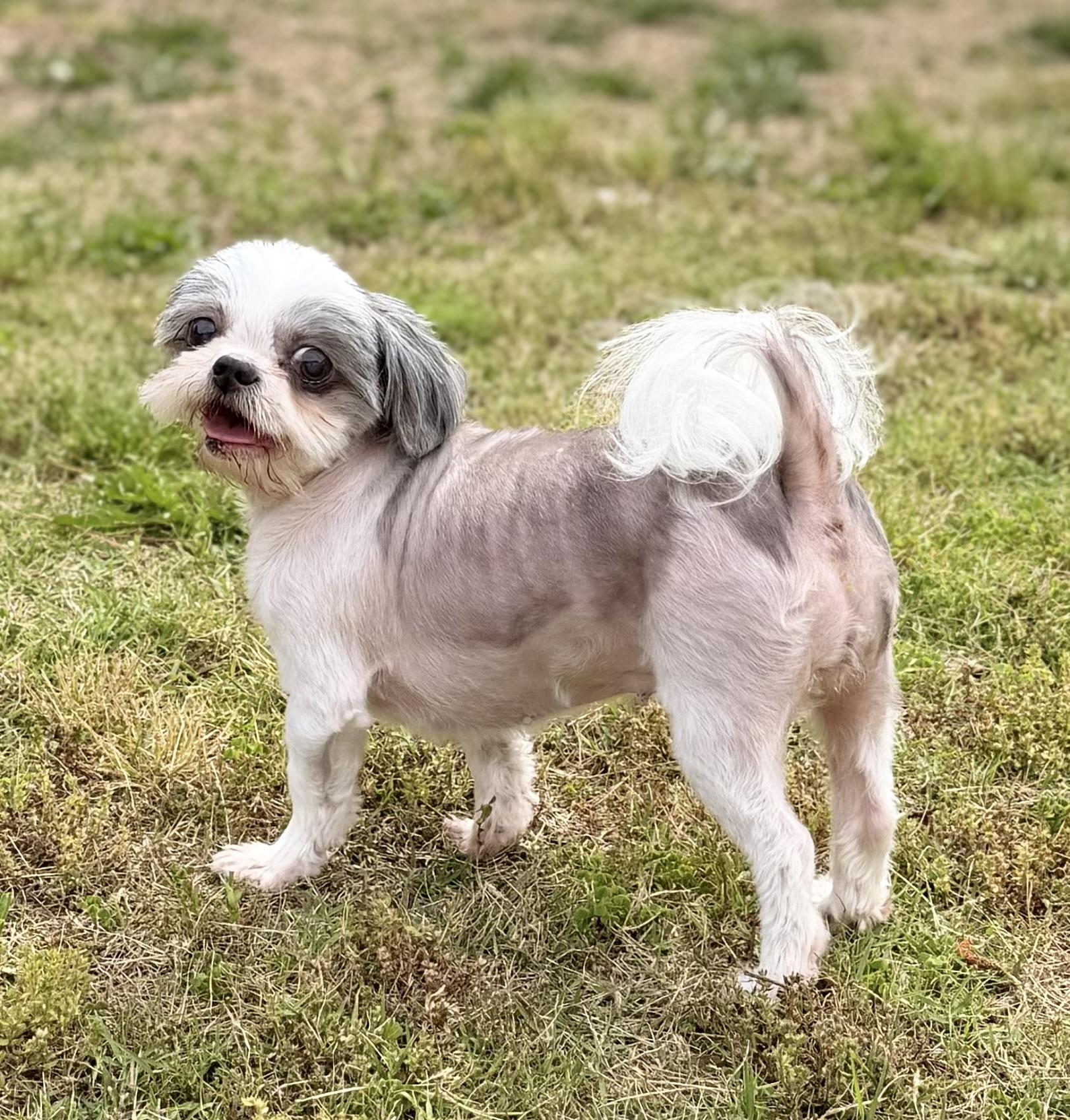Cooper and Molly, an adopted Shih Tzu in Emporia, VA image 3/3