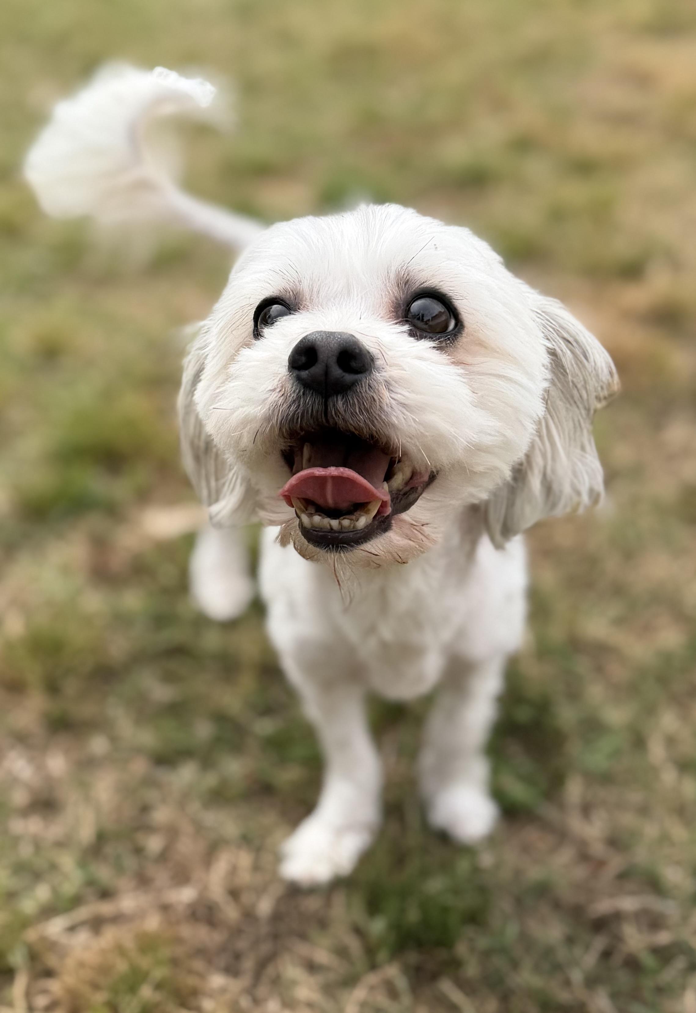 Cooper and Molly, an adopted Shih Tzu in Emporia, VA image 2/3