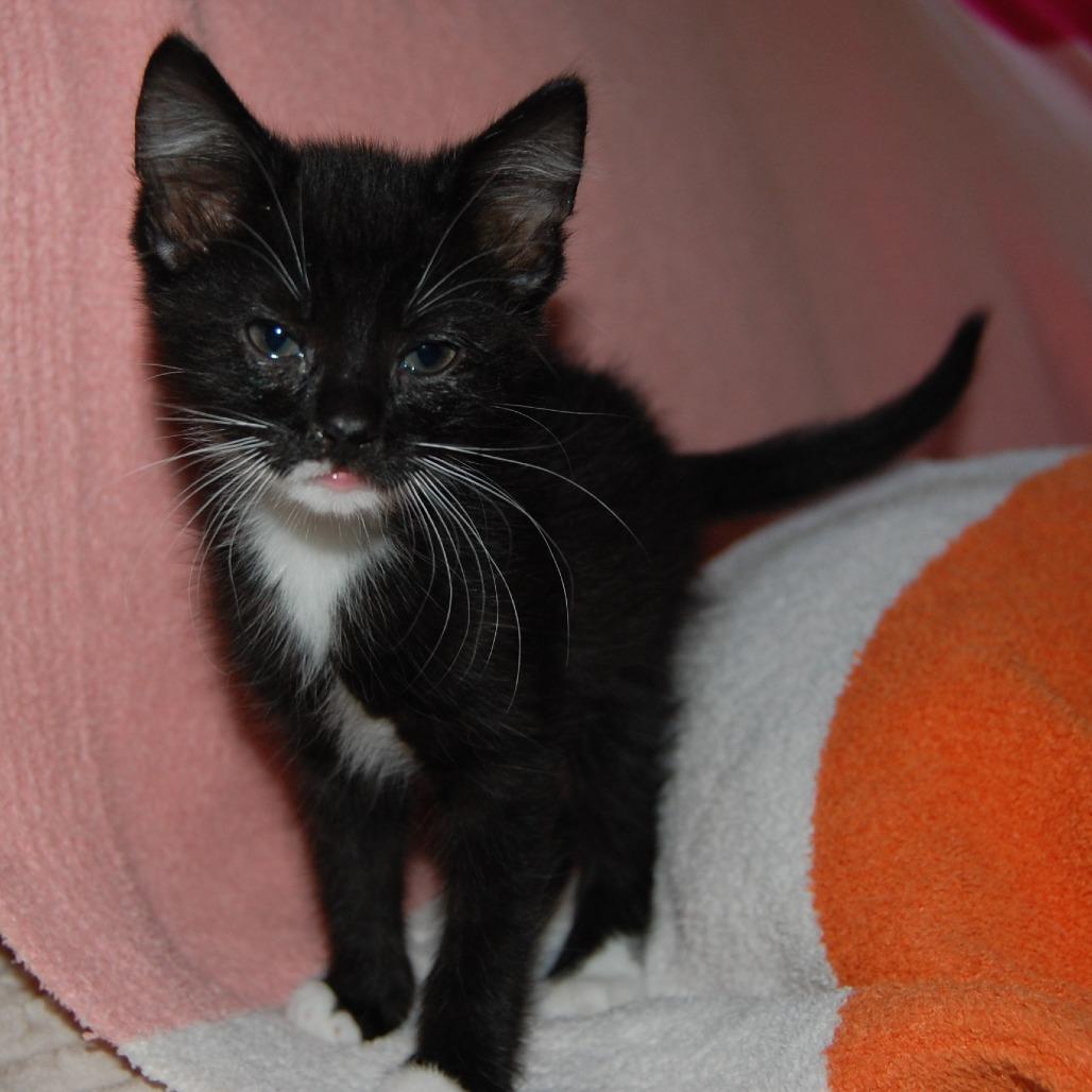 Enlarge Loki (BFF037), a Adoptable Domestic Medium Hair in Charlotte, NC image 1/3