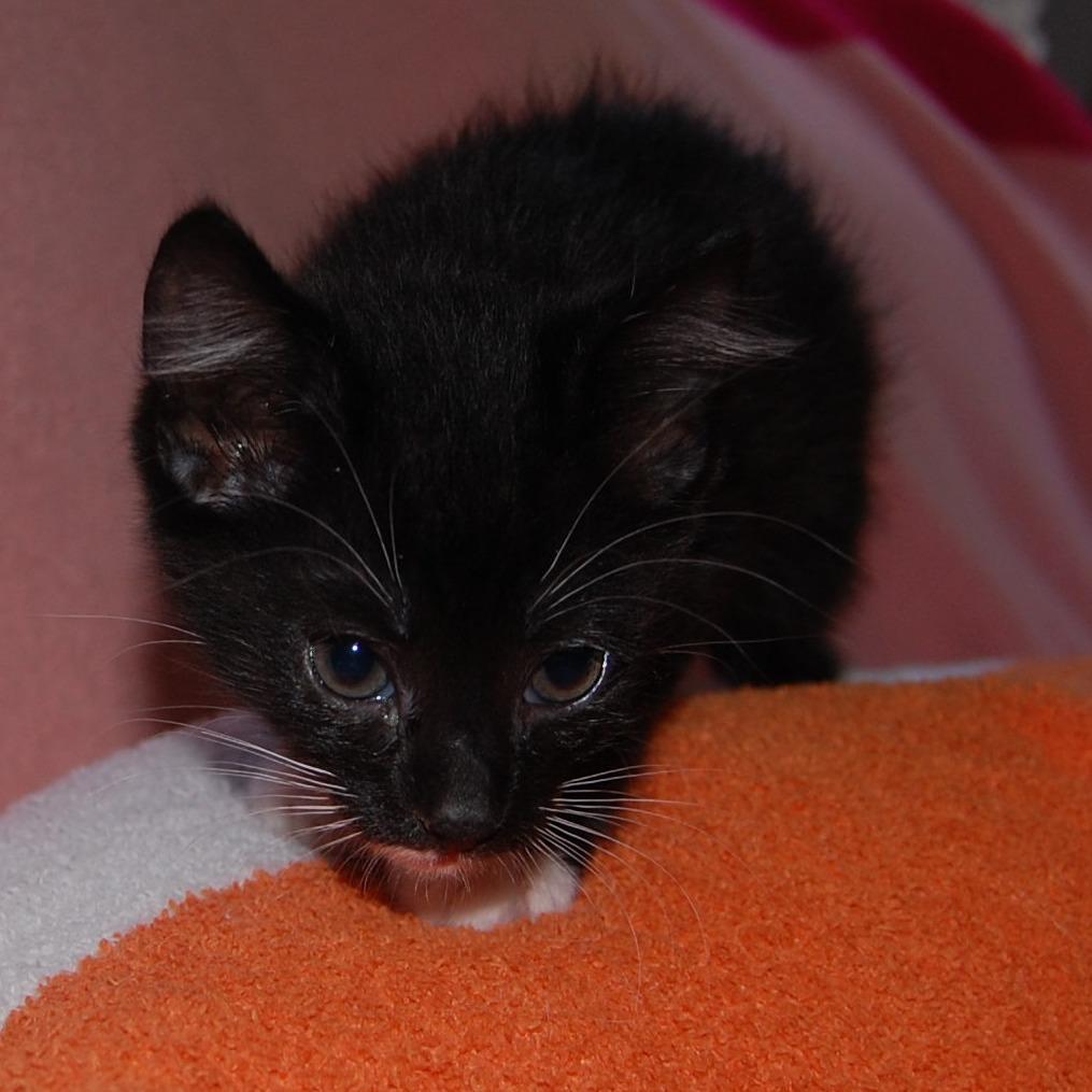 Enlarge Loki (BFF037), a Adoptable Domestic Medium Hair in Charlotte, NC image 2/3