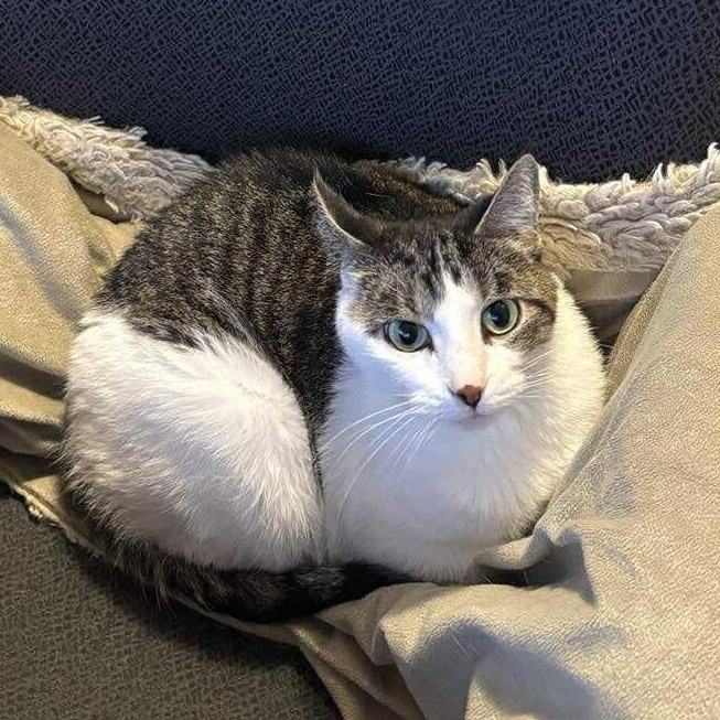 Meowgene Levy (aka Carmen)