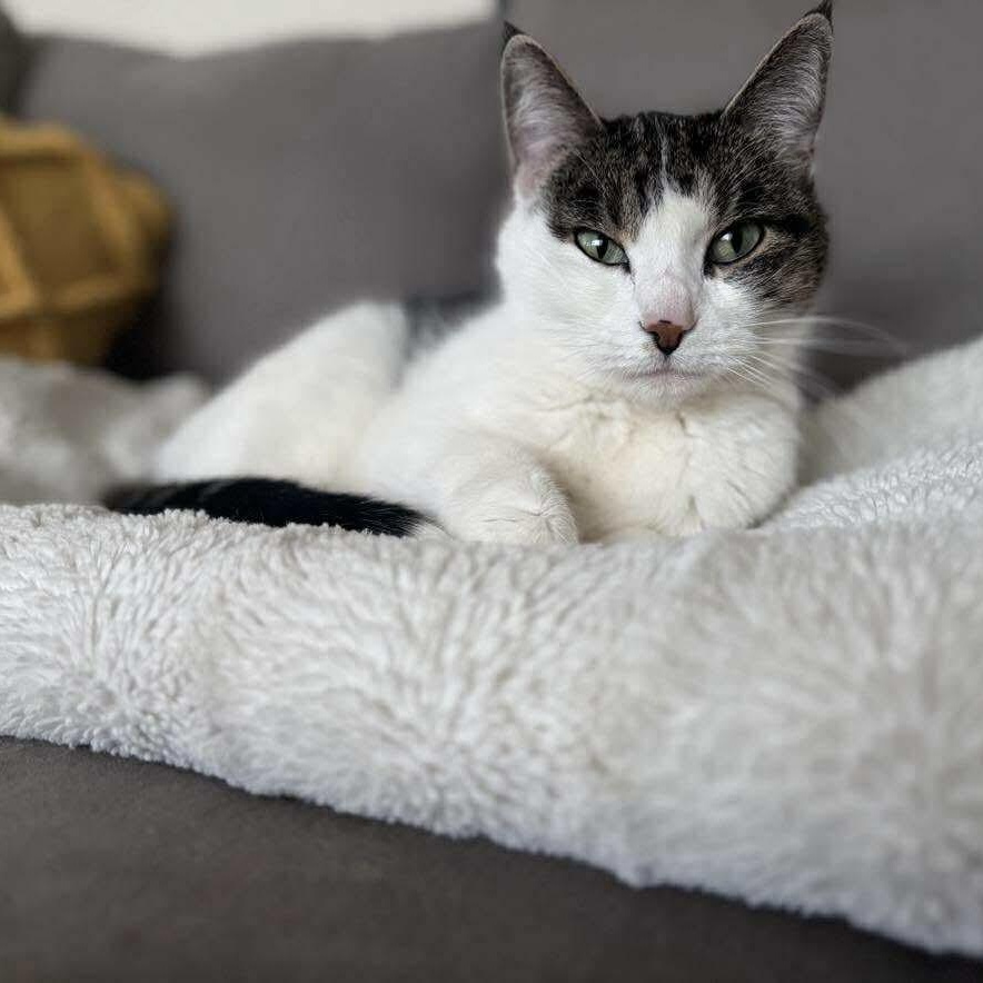 Meowgene Levy (aka Carmen)