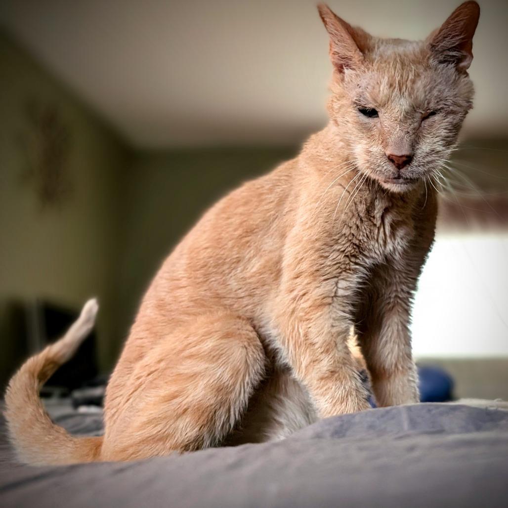 Enlarge Purge, a Adoptable Domestic Short Hair in Port Charlotte, FL image 1/1